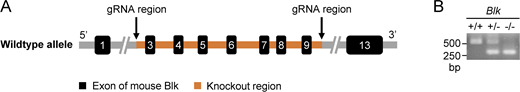 Genotyping of Blk-deficient mice. (A)Blk gene targeting strategy. Exons 3–9 and part of the intron of Blk gene were deleted by the CRISPR/Cas9 method. The arrow marks the sequence position gRNA targeted. (B) Genotyping of Blk−/− mice. PCR analysis of genomic DNA to identify wild-type, heterozygous, and homozygous mice. Source data are available for this figure: SourceData FS2. Refer to the image caption for details.