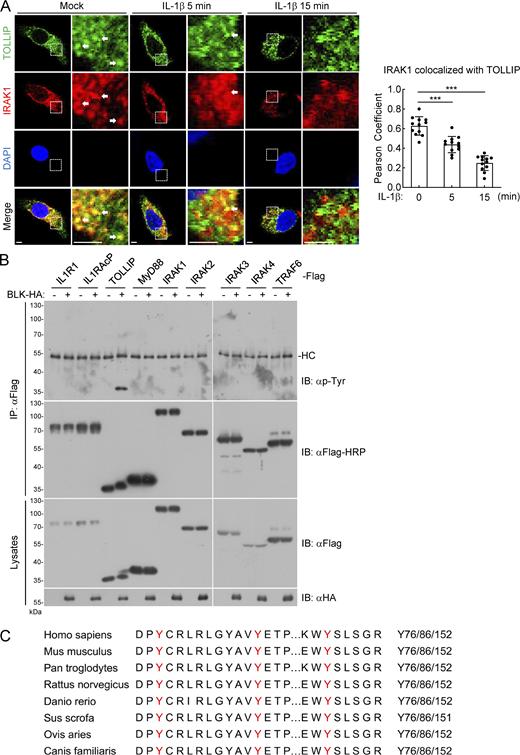BLK mediates tyrosine phosphorylation of TOLLIP. (A) IRAK1 colocalizes with TOLLIP under resting conditions. U87MG cells (1 × 105) were left untreated or treated with IL-1β (20 ng/ml) for the indicated times, then fixed with 4% PFA, and stained with anti-IRAK1 and anti-TOLLIP antibodies before confocal microscopy (left panel). The arrow marks the colocalized pixels. Scale bars, 2 μm. Statistical analysis of colocalization of IRAK1 with TOLLIP was based on colocalization images using ImageJ software (right panel). Graphs show mean ± SD (n = 12 cells from three individual images). ***P < 0.001 (unpaired, two-tailed Student’s t test). (B) BLK mediates tyrosine phosphorylation of TOLLIP but not other adaptors. HEK293 cells (2 × 106) were transfected with the indicated plasmids for 24 h. Coimmunoprecipitation (IP) and immunoblot (IB) analysis were performed with the indicated antibodies. HC, heavy chain. (C) Sequence alignment of TOLLIP from the indicated species. The sequences correspond to aa74–157 of human TOLLIP. The conserved tyrosine residues are highlighted in red. Data are representative of three independent experiments with similar results. Source data are available for this figure: SourceData FS3. Refer to the image caption for details.