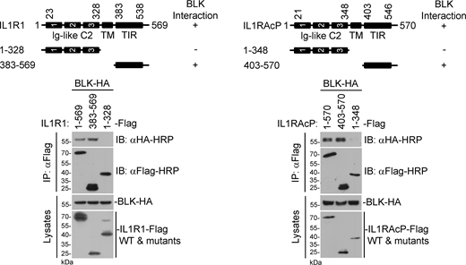 BLK interacts with the cytoplasmic TIR domains of IL1R1 and IL1RAcP. Domain mapping of the interaction between BLK and IL1R1 or IL1RAcP. HEK293 cells (2 × 106) were transfected with the indicated plasmids for 24 h. Coimmunoprecipitation (IP) and immunoblot (IB) analysis were performed with the indicated antibodies. −: no interaction, +: interaction. TM, transmembrane. Data are representative of three independent experiments with similar results. Source data are available for this figure: SourceData FS4. Refer to the image caption for details.