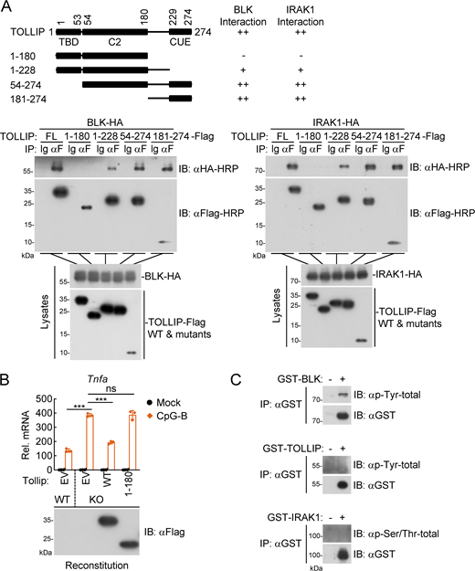 The C-terminus (aa181–274) containing CUE domain of TOLLIP is responsible for its association with BLK and IRAK1. (A) Domain mapping of the interaction between TOLLIP and BLK or IRAK1. HEK293 cells (2 × 106) were transfected with the indicated plasmids for 24 h. Coimmunoprecipitation (IP) and immunoblot (IB) analysis were performed with the indicated antibodies. −: no interaction, +: weak interaction, ++: strong interaction. FL, full length. (B) Effects of reconstitution of Tollip-deficient cells with Tollip or Tollip(1–180) on CpG-B–induced transcription of downstream genes. Wild-type and Tollip-deficient A20 cells were transduced with empty vector (EV), Tollip, or Tollip(1–180) by lentivirus-mediated gene transfer to establish the stable cell lines with blasticidin S (10 μg/ml) selection. Subsequently, the indicated cell lines (2 × 105) were left untreated or treated with CpG-B (1 μM) for 3 h before qPCR analysis. The lower blot shows the expression levels of Tollip and Tollip(1–180) in the indicated cell lines as detected by anti-Flag antibody. Graphs show mean ± SD (n = 3 technical replicates) from one representative experiment. ***P < 0.001, ns, not significant (unpaired, two-tailed Student’s t test). KO, knockout. (C) Detection of the phosphorylation status of BLK, TOLLIP, and IRAK1. The purified recombinant proteins BLK, TOLLIP, and IRAK1 were subjected to coimmunoprecipitation and immunoblot analysis. Data are representative of three independent experiments with similar results. Source data are available for this figure: SourceData FS5.