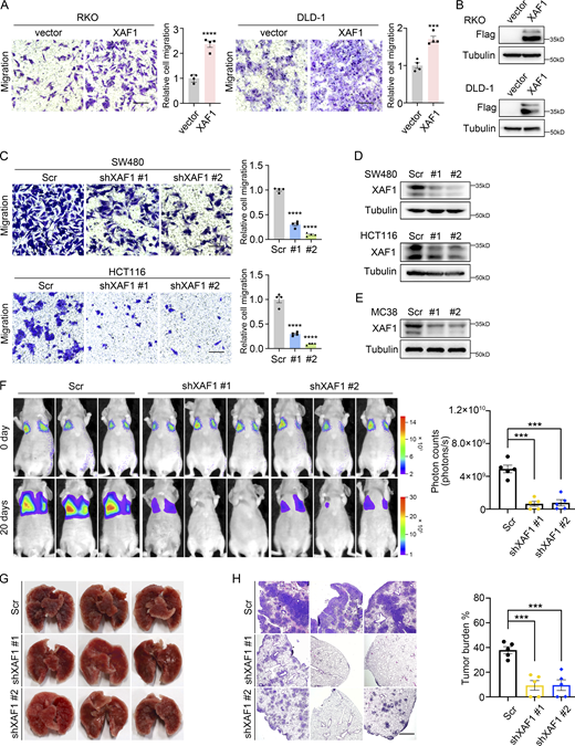 XAF1 promotes CRC cell migration and metastasis. (A) Migration capabilities of control and XAF1-overexpressing CRC cells were examined by transwell assay. Left: Representative images. Scale bar, 100 μm. Right: Histograms representing the number of migrated cells relative to control, n = 4 random fields. (C) Migration abilities of control and XAF1 knockdown CRC cells were assessed by transwell assay. Left: Representative images. Scale bar, 100 μm. Right: Histograms representing the number of migrated cells relative to control, n = 4 random fields. Scr, Scramble. (B and D) The overexpression (B) and knockdown (D) efficiency of XAF1 in CRC cells were examined by Western blot. Scr, Scramble. (E) Western blot showing XAF1 knockdown efficiency in MC38 cells. Scr, Scramble. (F) Representative bioluminescent images of the mice in the indicated group and the bioluminescent quantitation of lung metastasis (n = 5 mice/group). Scr, Scramble. (G) Representative lung images. Scr, Scramble. (H) Representative HE staining of the lung metastatic lesions and the histologic quantification of the lung metastases in the indicated group. The metastatic burden was expressed as the percentage of tumor area in lungs (n = 5 mice/group). Scr, Scramble. Scale bar, 100 μm. The data in A, C, F, and H were analyzed by two-tailed unpaired Student’s t test and represented as the mean ± SEM. ***P < 0.001, ****P < 0.0001. Source data are available for this figure: SourceData F2. Refer to the image caption for details.
