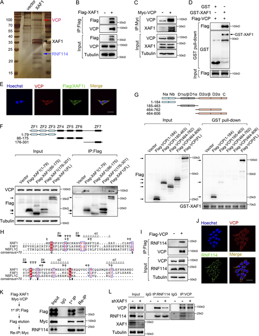 XAF1 facilitates the interaction between VCP and RNF114. (A) Silver-stained gel showing differential bands between control and XAF1-overexpressing samples. (B–D) The interaction between XAF1 and VCP was examined by co-IP assay (B and C) and GST pull-down assay (D). (E) Co-localization of VCP and XAF1 (Flag-tagged) in XAF1-overexpressing DLD-1 cells. Scale bar, 45 μm. (F) Co-IP assay was performed to map the interactions between VCP and XAF1 in 293T cells. (G) GST pull-down assay was used to assess the interaction between truncated VCP mutants and purified GST-XAF1 protein. (H) Clustal-based sequence alignment of the VCP-binding site within XAF1 and UBX domain within FAF1 and NSFL1C. Secondary structure elements of the 1–79 residues of XAF1 calculated by Phyre2 were shown above the alignment. (I) Co-IP assay showing the interaction between RNF114 and VCP. (J) Co-localization of VCP and RNF114 protein in DLD-1 cells was examined by IF. Scale bar, 45 μm. (K) Two-step co-IP assay was performed to identify the complex containing XAF1, VCP, and RNF114. IgG was used as a negative control. (L) The interaction between VCP and RNF114 in control and XAF1 knockdown cells was examined by co-IP. IgG was used as a negative control. Source data are available for this figure: SourceData F3. Refer to the image caption for details.