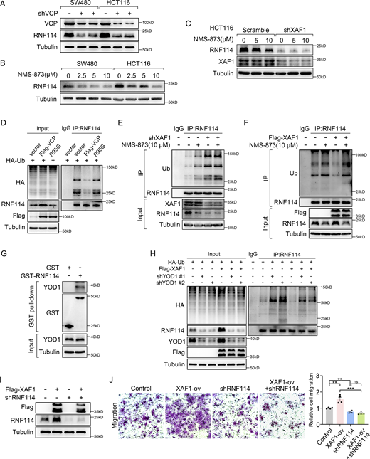 XAF1 is required for VCP-mediated deubiquitination of RNF114. (A) The protein level of RNF114 in control and VCP-depleted SW480 and HCT116 cells was assessed by Western blot. (B) Western blot showing the influence of NMS-873 on RNF114 in CRC cells. Cells were treated with NMS-873 for 8 h. (C) The influence of NMS-873 on RNF114 in control and XAF1 knockdown HCT116 cells was examined by Western blot. Cells were treated with NMS-873 for 8 h. (D) The ubiquitination of RNF114 was examined in 293T cells transfected with vector, wild-type, and mutant VCP, respectively. IgG was used as a negative control. (E) The ubiquitination of RNF114 was examined in control and XAF1 knockdown MC38 cells. Cells were treated with 10 μM NMS-873 for 8 h. IgG was used as a negative control. (F) The ubiquitination of RNF114 was examined in control and XAF1-overexpressing 293T cells. Cells were treated with 10 μM NMS-873 for 8 h. IgG was used as a negative control. (G) The interaction between RNF114 and YOD1 was examined by GST pull-down assay. (H) The ubiquitination of RNF114 was examined in control, XAF1-overexpressing, YOD1 knockdown, and XAF1-overexpressing + YOD1 knockdown DLD-1 cells. IgG was used as a negative control. (I) Western blot showing the XAF1 overexpression and RNF114 knockdown efficiency in DLD-1 cells. (J) Cell migration was examined in control, XAF1-overexpressing, RNF114 knockdown, and XAF1-overexpressing + RNF114 knockdown DLD-1 cells. Left: Representative images. Scale bar, 100 μm. Right: Histograms representing the number of migrated cells relative to control, n = 4 random fields. The data in J were analyzed with one-way ANOVA with Bonferroni post-hoc multiple comparison test and represented as the mean ± SEM. ns: not significant, **P < 0.01, ***P < 0.001. Source data are available for this figure: SourceData F4. Refer to the image caption for details.
