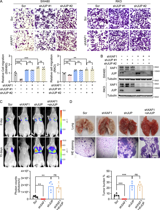 XAF1 promotes CRC metastasis by downregulating JUP. (A) Migration capabilities of control, XAF1 knockdown, JUP knockdown, and XAF1/JUP double knockdown SW480 and RKO cells were examined by transwell assay. Upper: Representative images. Scale bar, 100 μm. Lower: Histograms representing the number of migrated cells relative to control, n = 4 random fields. Scr, Scramble. (B) Western blot showing XAF1/JUP knockdown efficiency. (C) Representative bioluminescent images of mice in the indicated group (upper) and the bioluminescent quantitation of lung metastasis (n = 5 mice/group) (lower). Scr, Scramble. (D) Representative lung images and HE staining of the lung metastatic lesions (upper), and the histologic quantification of the lung metastases in the indicated group. The metastatic burden was expressed as the percentage of tumor area in lungs (n = 5 mice/group). Scr, Scramble. Scale bar, 100 μm. The data in A, C, and D were analyzed with one-way ANOVA with Bonferroni post-hoc multiple comparison test and represented as the mean ± SEM. ns: not significant, *P < 0.05, **P < 0.01, ***P < 0.001. Source data are available for this figure: SourceData F6. Refer to the image caption for details.