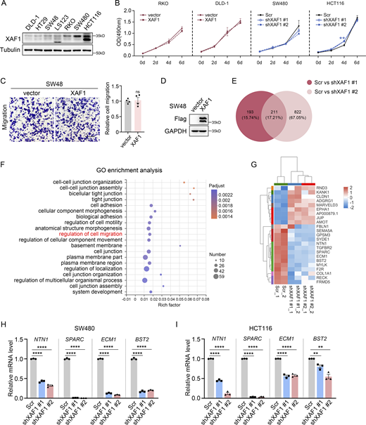 XAF1 affects CRC cell metastasis. (A) The protein level of XAF1 in seven CRC cell lines was examined by Western blot. (B) MTT assay examining the effects of XAF1 on the growth of RKO, DLD-1, SW480, and HCT116 cells, n = 3 replicates. Scr, Scramble. (C) Migration capabilities of control and XAF1-overexpressing SW48 cells were examined by transwell assay. Left: Representative images. Scale bar, 100 μm. Right: Histograms representing the number of migrated cells relative to control, n = 4 random fields. (D) Western blot analysis of the overexpression efficiency of XAF1 in SW48 cells. (E) Venn diagram of differentially expressed genes (DEGs). Scr, Scramble. (F) The top 20 enriched GO terms of 211 DEGs based on the RNA seq analysis of control and XAF1 knockdown SW480 cells. (G) Heat map showing differential gene expression between control and XAF1 knockdown cells in the item “regulation of cell migration” in F. Scr, Scramble. (H and I) The expression of migration-promoting genes was validated by qPCR in control and XAF1 knockdown SW480 (H) and HCT116 (I) cells, n = 3 replicates. Scr, Scramble. The data in B were analyzed with one-way ANOVA with Bonferroni post-hoc multiple comparison test. The data in C, H, and I were analyzed by two-tailed unpaired Student’s t test. All results were represented as the mean ± SEM. ns: not significant, **P < 0.01, ****P <0.0001. Source data are available for this figure: SourceData FS2. Refer to the image caption for details.