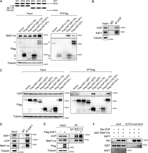 Interactions between XAF1, RNF114, and VCP. (A) The interactions between endogenous RNF114 and truncated XAF1 mutants were examined by co-IP assay in 293T cells. (B) The interaction between endogenous VCP and XAF1 was assessed by co-IP. IgG was used as a negative control. (C) The interactions between endogenous VCP and truncated XAF1 mutants were examined by co-IP assay in 293T cells. (D) The interactions between endogenous XAF1, RNF114, and VCP were examined by co-IP. IgG was used as a negative control. (E) The interaction between VCP and RNF114 in control and XAF1-overexpressing cells was examined by co-IP. IgG was used as a negative control. (F) Ni-NTA pull-down assay was used to detect the interaction between VCP and RNF114 in the presence or absence of XAF1 in vitro. Source data are available for this figure: SourceData FS3. Refer to the image caption for details.