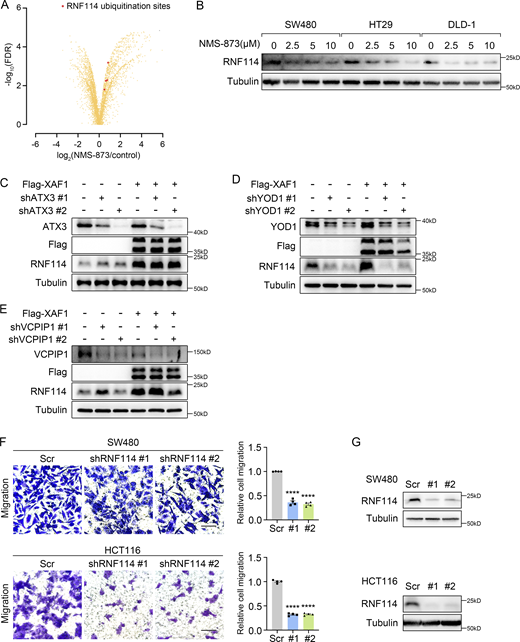 Regulation of RNF114 and its involvement in CRC cell migration. (A) Identification of significantly altered ubiquitylation sites after NMS-873 treatment. Red dots indicated the ubiquitination sites on RNF114. (B) The influence of NMS-873 on RNF114 was examined in CRC cells. Cells were treated with NMS-873 for 8 h. (C–E) The influence of ATX3 (C), YOD1 (D), and VCPIP1 (E) knockdown on RNF114 was examined in control and XAF1-overexpressing DLD-1 cells. (F) Migration abilities of control and RNF114 knockdown CRC cells were assessed by transwell assay. Left: Representative images. Scale bar, 100 μm. Right: Histograms representing the number of migrated cells relative to control, n = 4 random fields. Scr, Scramble. (G) Western blot examining RNF114 knockdown efficiency in CRC cells. Scr, Scramble. The data in F were analyzed by two-tailed unpaired Student’s t test and represented as the mean ± SEM. ****P < 0.0001. Source data are available for this figure: SourceData FS4. Refer to the image caption for details.