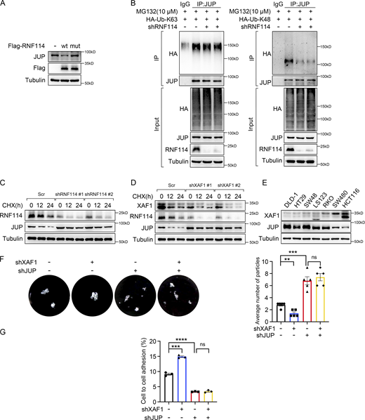 XAF1 modulates cell–cell adhesion by regulating protein stability of JUP. (A) The expression of JUP was examined in 293T cells transfected with vector, wild-type, and mutant RNF114, respectively. (B) The type of ubiquitin chains on JUP was examined using the constructs expressing HA-Ub (K63 only) and HA-Ub (K48 only) ubiquitin mutants. Cells were treated with 10 μM MG132 for 8 h. IgG was used as a negative control. (C) Cycloheximide chase assay was performed in control and RNF114-deficient HCT116 cells to examine the protein stability of JUP. Cells were treated with 50 μg/ml CHX. Scr, Scramble. (D) Cycloheximide chase assay was performed in control and XAF1-deficient HCT116 cells to examine the protein stability of RNF114 and JUP. Cells were treated with 50 μg/ml CHX. Scr, Scramble. (E) The protein level of XAF1 and JUP in seven CRC cell lines was examined by Western blot. This result and Fig. S2 A were from the same experiment. (F) Dispase-based dissociation assay examining the cell–cell adhesion in control, XAF1 knockdown, JUP knockdown, and XAF1/JUP double knockdown SW480 cells. Left: Representative images. Right: Histograms of the average number of particles, n = 5 replicates. (G) The proportion of cells adhering to the confluent monolayer was assessed using DiD Cell-Labeling reagent, n = 3 replicates. The data in F and G were analyzed with one-way ANOVA with Bonferroni post-hoc multiple comparison test and represented as the mean ± SEM. ns: not significant, **P < 0.01, ***P < 0.001, ****P < 0.0001. Source data are available for this figure: SourceData FS5. Refer to the image caption for details.