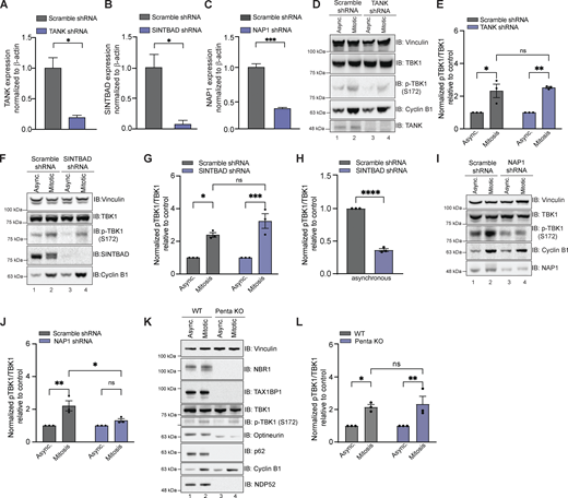 Other known TBK1 adaptors except NAP1 are not required for TBK1 activation during mitosis. (A–C) qRT-PCR showing relative expression of TANK1 (A), SINTBAD (B), and NAP1 (C) mRNA levels normalized to β-actin in HeLa cells stably expressing shRNAs. n = 3 independent experiments. Error bars ± SD. (D–J) Representative Western blots and semiquantitative analysis of p-TBK1/TBK1 levels normalized to vinculin in asynchronous and synchronized mitotic cells from scramble and cell lines stably expressing TANK (D and E), SINTBAD (F and G), and NAP1 (I and J) shRNA, respectively. Semi-quantitative analysis of p-TBK1/TBK1 levels normalized to vinculin in asynchronous SINTBAD (H) shRNA expressing cells. Nocodazole was used for synchronization. n = 3 independent experiments. Error bars ± SEM. (K and L) Representative Western blot and semiquantitative analysis of p-TBK1/TBK1 levels normalized to vinculin during mitosis in WT and Penta KO HeLa cells lacking NBR1, TAX1BP1, optineurin, NDP52, and p62 in asynchronous and mitotic cells. RO-3306 was used for synchronization. n = 3 independent experiments. Error bars ± SEM. One dot = one independent experiment. Unpaired Student’s t test or one-way ANOVA was performed for all statistical analysis. *P < 0.05, **P < 0.01, ***P < 0.001, ns = not significant. Source data are available for this figure: SourceData F1. Refer to the image caption for details.