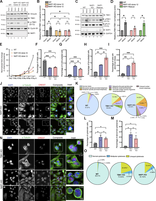 NAP1 KO cells have mitotic defects similar to those lacking TBK1. (A and B) Representative Western blot and semiquantitative analysis of p-TBK1/TBK1 levels normalized to vinculin in asynchronous and mitotic cells from WT HeLa, NAP1 KO clone 10, and NAP1 KO clone 12. Nocodazole was used for synchronization. n = 3 independent experiments. Error bars ± SEM. (C and D) Representative Western blot and semiquantitative analysis of p-TBK1/TBK1 levels normalized to vinculin in asynchronous and synchronized mitotic cells from HeLa, NAP1 KO clone 12, and the stable NAP1 rescue line. RO-3306 was used for synchronization. n = 3 independent experiments. Error bars ± SEM. (E) Growth curve with normalized luminescence for WT HeLa, NAP1 KO clone 10, and NAP1 KO clone 12. Error bars indicate ± SEM. n = 2 experimental replicates. (F–I) Percentage of mitotic (F), multinucleated (G), binucleated (H), and abnormal mitotic (I) cells from an asynchronous population of WT HeLa, TBK1 KO, and NAP1 KO cells. Error bars indicate ± SEM; n = 3 independent experiments. For mitotic index, multinucleated and binucleated cell counts, and random fields of view were captured sampling ∼1,000 cells per biological replicate from each genotype. For abnormal mitotic cell counts, random fields of view were captured to sample ∼50 mitotic cells per biological replicate. n = 3 independent experiments from each genotype. (J) Representative confocal images of defects in NAP1 KO cells: insets (i) binucleated cell (top), multipolar metaphase (bottom); (ii) multipolar prometaphase (top), splayed/unfocused spindle (bottom); (iii) multipolar cytokinesis (top), monopolar prometaphase/metaphase (bottom). DAPI (blue) was used as a nuclear counterstain, α-tubulin for cytoskeleton staining (green), and CREST for kinetochore staining (red). Scale bar, 20 μm, insets, 5 μm. Percentages in the upper right corner of the insets display the percentage of that type of defect. (K) Pie charts representing the percentage of different types of mitotic defects found in WT HeLa, TBK1 KO, and NAP1 KO cells. At least 50 mitotic cells per biological replicate. n = 3 independent experiments from each genotype were analyzed. (L and M) Percentage of cytokinetic (L) and abnormal cytokinetic (M) cells from an asynchronous population of WT HeLa, TBK1 KO, and NAP1 KO. Error bars indicate ± SEM. n = 3 independent experiments. Random fields of view were captured sampling ∼1,000 cells per biological replicate from each genotype. (N) Representative confocal images of cytokinetic defects seen in TBK1 KO (i and ii) and NAP1 KO (iii and iv): (i) unequal cytokinesis, (ii) multipolar cytokinesis, (iii) multipolar cytokinesis, (iv) unequal cytokinesis. DAPI (blue) was used as a nuclear counterstain, α-tubulin for cytoskeleton staining (green), and CREST for kinetochore staining (red). Scale bar, 20 μm, insets, 5 μm. Percentages in the upper right corner of the insets display the percentage of that type of mitotic defect. (O) Pie chart representing the percentage of different types of cytokinetic defects found in HeLa, TBK1, and NAP1 KO cells. Random fields of view were captured sampling ∼30–40 cytokinetic cells per biological replicate from each genotype. n = 3 independent experiments. *P < 0.05 compared to HeLa. One dot = one independent experiment. One-way ANOVA was performed for all statistical analysis. *P < 0.05, **P < 0.01, ***P < 0.001, ****P < 0.0001, ns = not significant. Source data are available for this figure: SourceData F2. Refer to the image caption for details.