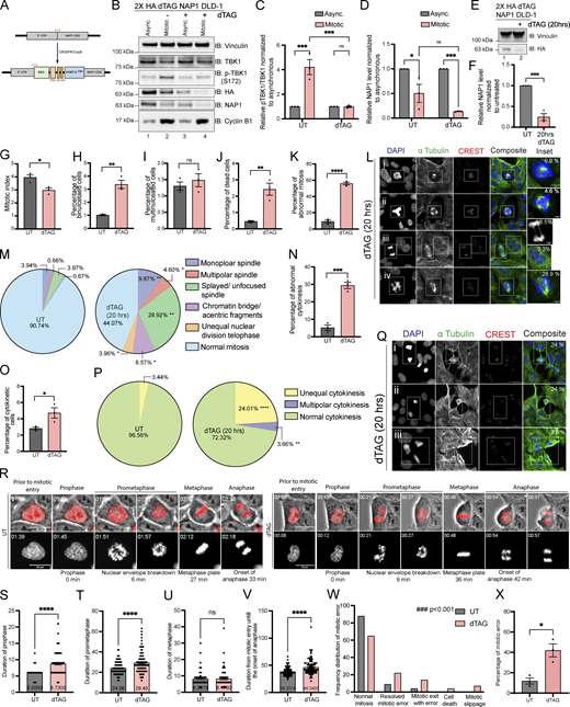 NAP1 loss in a near diploid cell line causes mitotic and cytokinetic defects. (A) Cartoon diagram of dTAG knock-in constructs designed to add FKBP12F36V to the N-terminus of NAP1. (B–D) Representative Western blot and semiquantitative analysis of p-TBK1/TBK1 (C) and NAP1 (D) levels normalized to vinculin in asynchronous and mitotic cells from FKBP12F36V-NAP1 DLD-1 cells. RO-3306 was used for synchronization prior to mitotic release. Cells were treated with dTAGV-1 for 3 h in asynchronous conditions and 3 h prior and during release in mitotic conditions. n = 3 independent experiments. Error bars ± SEM. (E and F) Representative Western blot and semiquantitative analysis of NAP1 levels normalized to vinculin in asynchronous cells with or without dTAGV-1 treatment for 20 h. n = 3 independent experiments. Error bars ± SEM. (G–K) Percentage of mitotic (G), binucleated (H), multinucleated (I), dead (J) and abnormal mitotic (K) cells from an asynchronous population of FKBP12F36V-NAP1 DLD-1 cells untreated or treated with 20 h of dTAGV-1. Error bars indicate ± SEM; n = 3 independent experiments. For mitotic index, multinucleated, and binucleated cell counts, random fields of view were captured sampling ∼800–900 cells per biological replicate from each genotype. For abnormal mitotic cell counts, random fields of view were captured to sample ∼50 mitotic cells per biological replicate. n = 3 independent experiments from each genotype. (L) Representative confocal images of the defects seen in FKBP12F36V-NAP1 DLD-1 cells after 20 h of dTAGV-1 treatment: (i) monopolar spindle, (ii) multipolar spindle, (iii) chromatin bridge/acentric fragment during anaphase (top) and binucleated cell (bottom), (iv) unfocused spindle poles. DAPI (blue) was used as a nuclear counterstain, α-tubulin for cytoskeleton staining (green), and CREST for kinetochore staining (red). Scale bar, 20 μm; insets, 5 μm. Percentages in the upper right corner of the insets display the percentage of that type of mitotic defect. (M) Pie charts representing the percentage of different types of mitotic defects found in untreated and dTAGV-1 treated FKBP12F36V-NAP1 DLD-1 cells for 20 h. At least 50 mitotic cells per biological replicate. n = 3 independent experiments from each genotype were analyzed. (N and O) Percentage of cytokinetic (N) and abnormal cytokinetic (O) cells from untreated and dTAGv-1 treated FKBP12F36V-NAP1 cells for 20 h. Error bars indicate ± SEM. Random fields of view were captured sampling ∼800–900 cells per biological replicate. n = 3 independent experiments from each genotype. (P) Pie chart representing the percentage of different types of cytokinetic defects found in untreated and dTAGV-1 treated FKBP12F36V-NAP1 DLD-1 cells for 20 h. Random fields of view were captured sampling ∼30–40 cytokinetic cells per biological replicate. n = 3 independent experiments from each genotype. (Q) Representative confocal images of cytokinetic defects seen in FKBP12F36V-NAP1 DLD-1 cells after 20 h of dTAGV-1 treatment: (i and ii) unequal cytokinesis, (iii) multipolar cytokinesis. DAPI (blue) was used as a nuclear counterstain, α-tubulin for cytoskeleton staining (green), and CREST for kinetochore staining (red). Scale bar, 20 μm. Percentages in the upper right corner of the insets display the percentage of that type of mitotic defect. (R) Representative time-lapse images of the FKBP12F36V-NAP1 DLD-1 cells from UT (left) and dTAGv-1 treated (right). The actual experimental time from the beginning of the time-lapse imaging is displayed at the top left corner. The quantified duration of each early mitotic stage is displayed at the bottom. Scale bar, 20 μM. H2B–mCherry was used as the nuclear marker. (S–V) Duration of (S) prophase, (T) prometaphase, (U) metaphase, and (V) mitotic entry until the onset of anaphase in UT and dTAGv-1 treated FKBP12F36V-NAP1 DLD-1 cells from time-lapse imaging. Cells were pretreated with either DMSO for untreated or dTAGv-1 treated group for 1 h prior to the imaging. The cells were followed up to 4–5 h. Random fields of view were imaged to capture at least 100 mitotic cells from three independent biological replicates for each group. Error bars indicate ± SEM. One dot = one cell. (W) Frequency distribution graph for different observed mitotic errors from the time-lapse imaging analysis sampled from ∼100 mitotic cells in UT and dTAGv-1 treated FKBP12F36V-NAP1 DLD-1 cells. Kolmogorov–Smirnov nonparametric test was used to analyze the differences between the frequency distribution. (X) Percentage of cells with a mitotic error in UT and dTAGv-1 treated FKBP12F36V-NAP1 DLD-1 cells from the time-lapse imaging. At least 100 cells from three independent biological replicates for each group were analyzed. Error bars indicate ± SEM. One dot = one experimental replicate for (C, D, F, G–K, N, O, and X). Student’s t test was performed for all statistical analyses. *P < 0.05, **P < 0.01, ***P < 0.001, ****P < 0.0001, ns = not significant. Source data are available for this figure: SourceData F3. Refer to the image caption for details.