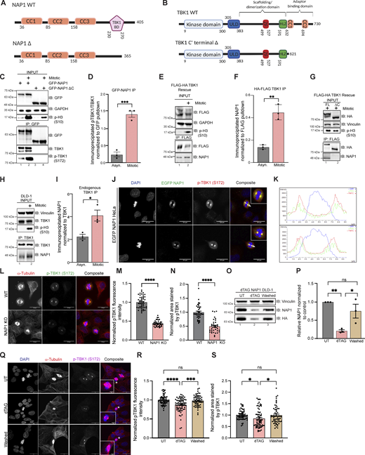 NAP1 binds to TBK1 during mitosis and is localized to centrosomes. (A and B) Cartoon (A) represents protein domains of full-length (FL) NAP1 and NAP1 lacking the TBK1 binding domain (∆230–270). Cartoon (B) represents protein domains of full length (FL) TBK1 and TBK1 lacking adaptor binding domain (Δ C’ terminal truncation). (C) Representative immunoblots of the pulldowns of transiently expressed GFP-NAP1 or GFP-NAP1 ∆230–270 (lacking TBK1 binding domain) in asynchronous and synchronized mitotic HEK293T cells. Nocodazole was used for cell synchronization. (D) Semiquantitative pTBK1/TBK1 levels after normalization to the pulldown efficiency of GFP-NAP1. Error bars indicate ± SEM; n = 3 independent experiments. (E) Representative immunoblots of the pulldown of HA-FLAG TBK1 in asynchronous and synchronized mitotic TBK1 rescue HeLa cells. Nocodazole was used for synchronization. (F) Semiquantitative NAP1 levels after normalization to the pulldown efficiency of FLAG-TBK1. Error bars indicate ± SEM; n = 3 independent experiments. (G) Representative immunoblots of the pulldown of HA-FLAG TBK1 and HA-FLAG TBK1 Δ C’ (lacking adaptor binding domain) in synchronized mitotic TBK1 rescue HeLa cells. Nocodazole was used for synchronization. (H) Representative immunoblots of the pulldown of endogenous TBK1 in asynchronous and synchronized mitotic DLD-1 cells. Nocodazole was used for cell synchronization. (I) Semiquantitative endogenous NAP1 levels after normalization to the pulldown efficiency of TBK1. Nocodazole was used for cell synchronization. Error bars indicate ± SEM; n = 3 independent experiments. (J) Representative confocal images of HeLa cells transiently expressing EGFP-NAP1 with immunocytochemical detection of p-TBK1 (red). DAPI (blue) was used as a nuclear counterstain. White arrow depicts the area used for line scan analysis in H. Scale bar = 20 μm. (K) Line scan analysis of images in J generated from Nikon Elements software. (L) Representative confocal images of p-TBK1 expression on centrosomes from WT HeLa and NAP1 KO cells. DAPI (blue) was used as a nuclear counterstain (on composite image), α-tubulin for cytoskeleton staining (red), and p-TBK1 S172 conjugated 488 (green). Scale bar = 20 μm. (M and N) Relative intensity of p-TBK1 (M) and area stained by p-TBK1 (N) on the centrosomes of mitotic cells from WT HeLa and NAP1 KO cells. 40–50 mitotic cells per group were quantified from two biological replicates. Error bars indicate ± SEM. One dot = one cell. (O and P) Representative immunoblots (O) and semiquantitative NAP1 levels after normalization (P) of the from the lysates in UT, dTAGv-1 treated, and washed FKBP12F36V-NAP1 DLD-1 cells. 1 μM dTAGv-1 was used for depleting the NAP1 level in the treated sample. For washed samples, NAP1 was first depleted with 2 h of dTAGv-1 treatment and restored after washing and culturing in a normal medium for 4 h. Vinculin was used as a loading control. Error bars indicate ± SEM; n = 3 independent experiments. (Q) Representative confocal images of p-TBK1 expression on centrosomes from UT, dTAGv-1 treated and washed FKBP12F36V-NAP1 DLD-1 cells. DAPI (blue) was used as a nuclear counterstain, α-tubulin for cytoskeleton staining (red), and p-TBK1 S172 conjugated 647 (magenta). Scale bar = 20 μm, insets = 5 μm. (R and S) Relative intensity of pTBK1 (R) and area stained by p-TBK1 (S) on the centrosomes of mitotic cells from UT, dTAGv-1 treated, and washed FKBP12F36V-NAP1 DLD-1 cells. 60–70 mitotic cells per group were quantified from three biological replicates. Error bars indicate ± SEM. One dot = one independent experiment (D, F, I, and P). Unpaired Student’s t test was performed for analysis between two groups, and one-way ANOVA was used for the analysis with three groups. *P < 0.05, **P < 0.01, ***P < 0.001, ****P < 0.0001 Source data are available for this figure: SourceData F4. Refer to the image caption for details.