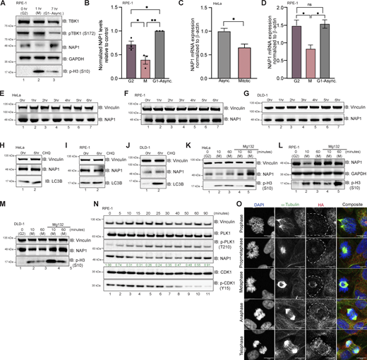 NAP1 expression level is controlled by the UPS. (A and B) Representative Western blot and semiquantitative analysis of NAP1 normalized to GAPDH in G2, mitotic (M), and G1-asynchronous conditions in RPE-1 cells. RO-3306 was used for synchronization. Error bars indicate ± SEM; n = 3 independent experiments. (C) Relative NAP1 mRNA expression normalized β-actin in asynchronous and synchronized mitotic HeLa cells. Nocodazole was used for synchronization. Error bars indicate ± SD; n = 3 independent experiments. (D) Relative NAP1 mRNA expression normalized to β-actin in G2, mitotic, and G1-asynchronous RPE-1 cells. Error bars indicate ± SD; n = 3 independent experiments. Cells were synchronized at G2 using RO-3306. (E–G) Western blot analysis of NAP1 protein levels after cycloheximide treatment up to 6 h in HeLa (E), RPE-1 (F), and DLD-1 (G) cells. (H–J) Western blot analysis of NAP1 protein levels after 6 h of chloroquine treatment in HeLa (H), RPE-1 (I), and DLD-1 (J) cells. (K–M) Western blot analysis of NAP1 protein level after MG132 treatment followed by G2 release in HeLa (K), RPE-1 (L), and DLD-1 (M) cells. RO-3306 was used for synchronization. (N) Western blot analysis of NAP1 levels every 5 min after G2 release in RPE-1 cells. RO-3306 was used for synchronization. (O) Representative confocal images of FKBP12F36V-NAP1 DLD-1 cells (untreated) with immunocytochemical detection of HA (red). DAPI (blue) was used as a nuclear counterstain and α-tubulin for cytoskeleton staining (green). A dashed outline indicates the cell border. Scale bar = 10 μm. One dot = one independent experiment. Student’s t test or one-way ANOVA was performed for all statistical analysis. *P < 0.05, **P < 0.01, ns = not significant. Source data are available for this figure: SourceData F5.