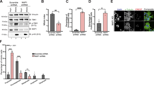 NAP1 KD for 36 h in DLD-1 cells halts cell division in prophase and prometaphase resulting in mitotic errors.(A) Western blot analysis of p-TBK1 levels in asynchronous and mitotic cells from scramble and NAP1 shRNA KD in DLD-1 cells over 36 h. RO-3306 was used for synchronization. (B–D) Percentage of mitotic (B), binucleated (C), and multinucleated (D) cells from an asynchronous population of either scramble or NAP1 KD for 36 h in DLD-1 cells. Error bars indicate ±SEM; n = 3 independent experiments. Random fields of view were captured sampling ~800 cells per biological replicate from each category. (E) Representative confocal images of NAP1 KD cells: (i) binucleated and (ii) multinucleated cells. DAPI (blue) was used as a nuclear counterstain, a-tubulin for cytoskeleton staining (green), and CREST for kinetochore staining (red). Scale bar, 20 μm.(F) Mitotic stage frequency distribution for scramble or NAP1 KD for 36 h in DLD-1 cells. Error bars indicate ±SEM; n = 3 independent experiments. Random fields of view were captured sampling ~800 cells per biological replicate from each category. Unpaired Student’s t test was performed for all statistical analysis (B–D and F). For F, Student’s t test compared the difference between groups during each phase of mitosis. * P < .05, ** P < .01, **** P <.0001, ns = not significant. Kolmogorov-Smirnov nonparametric test was used to analyze the differences between the frequency distribution between scramble and NAP1 KD in F. #### p < .0001. Source data are available for this figure: SourceData FS1.