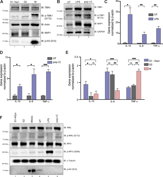 Mitosis does not elicit an innate immune response. (A) Western blot analysis of THP-1 cells synchronized at G2, M, or G1-asynchronous to determine p-TBK1 levels. Cells were synchronized at G2 using RO-3306. (B) Western blot analysis of THP-1 cells stimulated with LPS or poly I:C for 1 h and 8 h, respectively. Blots were probed for p-TBK1 and NAP1. (C–D) Relative mRNA expression of cytokines normalized to β-actin in THP-1 cells when stimulated with LPS (C) for 1 h or poly I:C (D) for 8 h. Error bars indicate ±SD; n = 3 independent experiments. (E) Relative mRNA expression of cytokines during different cell cycle stages normalized to β-actin in THP-1 cells. Error bars indicate ±SD; n = 3 independent experiments. Cells were synchronized at G2 using RO-3306. (F) Western blot analysis of p-IRF3 and p-IKKe in THP-1 cells synchronized at G2, M, or G1-asynchronous or stimulated with LPS or poly I:C for 1 h and 8 h, respectively. Cells were synchronized at G2 using RO-3306.Student’s t test (C and D) or one way ANOVA (E) was performed for all statistical analysis. * P < .05, ** P < .01, *** P < .001, ns = not significant. Source data are available for this figure: SourceData FS2. Refer to the image caption for details.