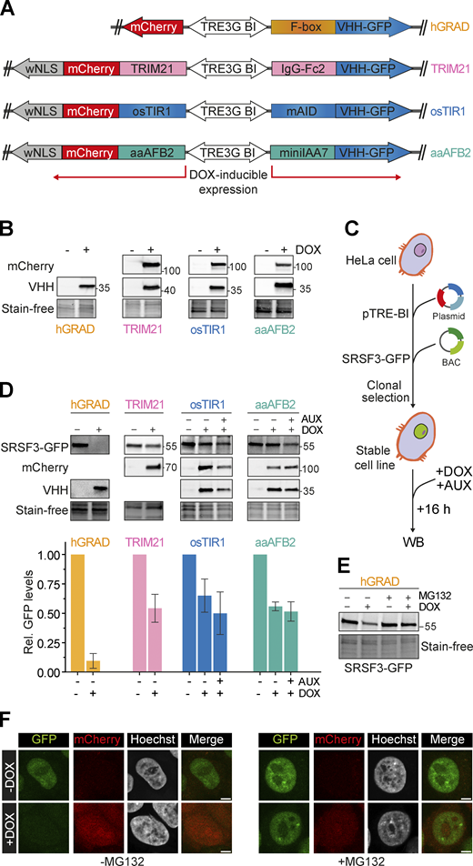hGRAD degrades the nuclear RBP SRSF3 more efficiently than other degradation systems in HeLa cells. (A) Schemes of the pTRE-BI one-fits-all vectors for expression of the hGRAD, TRIM21, osTIR1, and aaAFB2 systems. (B) Induction in HeLa cells (16 h, 1 µg/ml DOX, 0.5 mM AUX). TRIM21-, osTIR1-, and aaAFB2-mCherry fusion proteins were detected by an anti-mCherry antibody. The different nanobody fusions (FBXW11-, IgG-Fc2-, mAID-, and miniIAA7-VHH-GFP) were detected by an anti-camelid VHH antibody. Stain-free gels were used to detect total protein and to control for equal loading. (C) Experimental scheme and comparison of the degradation efficiencies of hGRAD, TRIM21, osTIR1, or aaAFB2 systems after 16 h DOX and AUX induction. WB, western blot. (D) SRSF3-GFP, mCherry, and the nanobody fusions were detected with anti-GFP, anti-mCherry, and anti-camelid VHH antibodies, respectively. Shown are a representative western blot and the quantification of n = 3 independent replicates. Error bars show standard deviation of the mean (SD). (E and F) (E) Western blot and (F) micrographs show that SRSF3-GFP degradation is blocked upon proteasome inhibition with MG132 (10 µM 4 h). Scale bars = 5 µm. Source data are available for this figure: SourceData F2. Refer to the image caption for details.