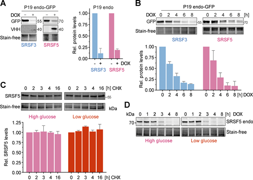 hGRAD efficiently degrades endogenously GFP-tagged nuclear RBPs in P19 cells allowing their rapid knockdown. (A) Degradation efficiency of SRSF3- and SRSF5-endo-GFP in P19 cells after 16 h DOX induction (1 µg/ml). (B) Degradation time courses show that hGRAD works efficiently for SRSF3- and SRSF5-endo-GFP in P19 cells. (C) Representative western blot for a time-course under high (4.5 g/L) and low (1.0 g/L) glucose conditions over 16 h upon treatment with the eukaryotic translation inhibitor cycloheximide (CHX; 10 µg/ml) to determine the stability of SRSF5-endo-GFP in HeLa cells. (A–C) Shown are one representative western blot and the quantification (mean and SD) of n = 3 independent experiments. Quantifications relative to the −DOX or 0 h timepoint. Stain-free membranes were used to control for equal loading. (D) Comparison of SRSF5-endo-GFP degradation by hGRAD in HeLa cells in high and low glucose conditions. Source data are available for this figure: SourceData FS4.