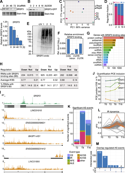 Combining hGRAD with Nascent-seq allows the identification of direct SRSF5 targets. (A) Top: Representative western blot for a SRSF5 knockdown using siRNAs in a 72-h time-course experiment. Bottom: Quantification (mean and SD) relative to the 0 h sample of n = 2 independent experiments. (B) Representative degradation time course of SRSF5-endo-GFP used for Nascent-seq. (C) Principal component analysis (PCA) shows the clustering of replicates in PC1 and 2. (D) Fraction of down- and upregulated transcripts at the timepoints T2, T8, and T16 after DOX induction. (E) A representative autoradiograph of SRSF5-endo-GFP cells used for iCLIP2 showing three out of five replicates. Non-crosslinked cells (−UV) were used as control. (F) Enrichment of SRSF5 binding sites in specific transcript regions, i.e., coding region (CDS), introns, and 3′ and 5′UTR relative to feature length. (G) Genes with SRSF5 binding sites sorted by gene biotype. lincRNA, long intergenic noncoding RNA; tx, transcript; snRNA, small nuclear RNA; misc, miscellaneous; TEC, to be experimentally confirmed; rRNA, ribosomal RNA; snoRNA, small nucleolar RNA; miRNA, microRNA. (H) SRSF5 binding sites in regulated and non-regulated transcripts. (I) Genome browser views with SRSF5 crosslinks on SRSF2 mRNA and selected lincRNAs that are downregulated after rapid SRSF5 depletion. (J) Percentage of junctions including the PCE of SRSF3, SRSF5, SRSF6, and SRSF7 at T0–T16. (K) Significant alternative splicing (AS) events at T2, T8, and T16 quantified using MAJIQ. CE, cassette exon; AFE, ALE, alternative first or last exon; A5′SS, A3′SS, alternative 5′ or 3′ splice sites. Significance: dPSI >0.055; Probability >0.9. (L) Dynamics of IR events. dPSI, delta percent spliced in. (M) Upset plot showing the overlap of regulated AS events at T2, T8, and T16. Source data are available for this figure: SourceData FS5.