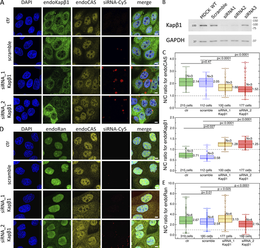 Kapβ1 depletion leads to CAS mis-localization. (A) Steady-state distribution of endoCAS and endoKapβ1 in control MDCK cells and transfected with either scramble siRNA-Cy5 or siRNA specific for Kapβ1 (siRNA1 and siRNA2). Scale bar, 5 μm. (B) Western blot showing the depletion of Kapβ1 by siRNA1 and siRNA2. (C) N/C ratios of endoKapβ1 and endoCAS under siRNA conditions. Only cells labeled with siRNA-Cy5 were analyzed. The dashed line indicates N/C = 1. Box plots denote the median, first, and third quartiles. The whiskers represent the minimum and maximum values. (D) Immunostaining of endoRan and endoCAS in control MDCK cells and transfected with either scramble siRNA-Cy5 or siRNA specific for the Kapβ1 (siRNA1 and siRNA2). Scale bar, 5 μm. (E) N/C ratios of endoRan obtained at each of these conditions. The dashed line indicates N/C = 1. Box plots denote the median, first, and third quartiles. The whiskers represent the minimum and maximum values. N = 3 or 4 in all experiments. The data were tested for normality using a built-in function of GraphPad Prism software. P values were obtained using unpaired two-tailed t test. Source data are available for this figure: SourceData F6.
