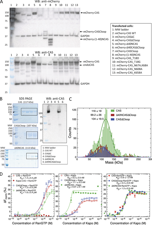 Characterization of CAS and its mutants. (A) Western blot of endoCAS and mCherry-CAS constructs expressed in HEK293T cells. All mCherry-CAS constructs were stably expressed and did not degrade. The epitope of anti-CAS is on the C-terminus of CAS, thus only CAS with non-truncated C-termini are detected. (B) Validation of CAS, CAS∆Cloop, and ∆40NCAS by SDS gel and Western blot. The fractions collected after size exclusion chromotography are indicated by a rectangle. (C) Polydispersity of CAS, CAS∆Cloop, and ∆40NCAS∆Cloop measured by mass photometry. (D) Binding of various CAS mutants with RanGTP in the presence and absence of Kapα measured by microscale thermophoresis (MST). It is worth noting that (i) preloading of Kapα to CAS inhibits subsequent RanGTP binding (left panel, solid red circles); and (ii) binding between ∆40NCAS and Kapα is enhanced. N = 3. Error bars denote standard deviation. Source data are available for this figure: SourceData FS1. Refer to the image caption for details.