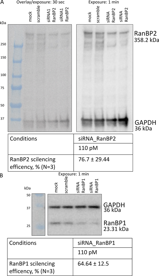 Western blot showing the depletion of RanBP1 and RanBP2 by siRNA.(A and B) Western blot analysis for RanBP2 (A) and RanBP1 (B). GAPDH was used as a loading control. Source data are available for this figure: SourceData FS3. Refer to the image caption for details.