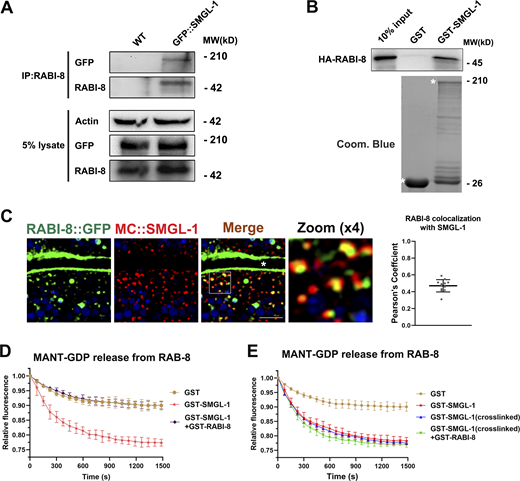 RABI-8 interacts with SMGL-1 and reduces its GEF activity toward RAB-8. (A) RABI-8 precipitated GFP::SMGL-1 in a representative Co-IP assay. (B) A representative immunoblot showing the GST-tagged SMGL-1 was pulled down by in vitro translated HA-RABI-8. (C) Confocal images and quantification showing colocalization between RABI-8::GFP and MC::SMGL-1 in the intestinal cells. Broad-spectrum intestinal autofluorescent lysosome-like organelles can be seen in blue. Pearson’s correlation coefficients for GFP and mCherry signals were calculated (n = 12 animals). The signals from the apical membrane were avoided by manual ROI selection. Scale bars: 10 μm. White asterisk indicates the intestinal lumen. (D) In vitro GEF assay. MANT-GDP release from RAB-8 was measured by adding GST only, GST-SMGL-1, and GST-SMGL-1 and GST-RABI-8. GST-SMGL-1 promoted the release of MANT-GDP from RAB-8, while the presence of RABI-8 inhibited the promotion. Data are shown as mean ± SD from three independent replicates. (E) In vitro GEF assay. MANT-GDP release from RAB-8 was facilitated by adding GST only, GST-SMGL-1, GST-SMGL-1 (crosslinked) and GST-SMGL-1 (crosslinked), and GST-RABI-8. Crosslinking assay was performed using DSG. Data are shown as mean ± SD from three independent replicates. Source data are available for this figure: SourceData F4.