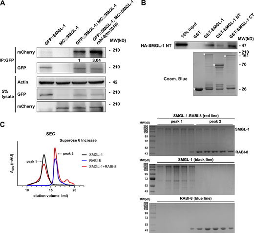 RABI-8 affects the oligomerization state of SMGL-1. (A) GFP::SMGL-1 precipitated MC::SMGL-1 in a representative Co-IP assay. Loss of RABI-8 increased the amount of precipitated MC::SMGL-1. Levels of MC::SMGL-1 are normalized to the corresponding GFP (set to 1 in wild-type animals). (B) The NT of SMGL-1 was pulled down by the full-length, NT, and CT of SMGL-1 in a representative protein pull-down assay. (C) Superose 6 increase SEC elution profile of SMGL-1 (black), RABI-8 (blue), and a mixture of SMGL-1 and RABI-8 (red). Right, from top to bottom: SDS-PAGE of the peak fractions from the SMGL-1–RABI-8, SMGL-1, and RABI-8 elution. Source data are available for this figure: SourceData F5.