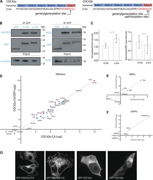 CDC42u and CDC42b share the same panel of binding partners. (A) Transcribed exons and translated carboxy-terminal protein sequences of ubiquitous (CDC42u) and brain CDC42 (CDC42b). (B) Western blots showing immunoprecipitation of GFP-tagged proteins; GFP-CDC42b CA (b-CA) and GFP-CDC42u CA (u-CA) from transfected HEK cells. Coimmunoprecipitation of mycPar6 and PKCζ are shown in the top panels and their respective expression levels in total cell lysate in the lower input panel. (C) Quantification of coimmunoprecipitated mycPar6 and PKCζ normalized to their input values. The graph shows data points and means ± SEM of three independent experiments. (D–F) Correlation analysis plots showing the fold change (in Log2 units) in the number of peptides of a given protein coprecipitated with constitutively active (CA) CDC42b (x-axis) versus with CDC42u (y-axis). The number of peptides is normalized by the respective number obtained in GFP control immunoprecipitation. Proteomic screening was performed by applying loose filtering parameters to segregate the interactors of the CA screen into GEFs, GAPs, and effectors. We identified 29 effectors out of 40 known epithelial effector proteins of CDC42. N-WASP and PAR6 proteins have been highlighted in red (E), seven known GEFs (F), and five known GAPs (G). (D–F) Peptides used to calculate significance are ≥6, P value ≤0.05, and number of replicates = 4. (G) Spinning disk images of HEK cells overexpressing the indicated pEGFP-CDC42 constructs 24 h after transfection. Note that, in these conditions, CDC42u and CDC42b display similar localization pattern. Source data are available for this figure: SourceData F2.