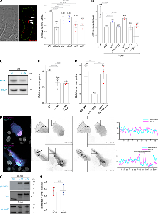 CDC42b controls pinocytosis via N-WASP. (A) Phase and fluorescence images showing dextran uptake in control migrating astrocytes. Right panel, quantification of the relative dextran uptake in astrocytes nucleofected with the indicated CDC42 siRNA. (B) Quantification of the relative dextran uptake in a rescue experiment using control or CDC42-depleted astrocytes expressing the indicated CDC42 construct. (C) Western blot analysis of N-WASP expression in control (Ctl) and N-WASP siRNA nucleofected astrocytes. Tubulin was used as the loading control. (D) Quantification of the relative dextran uptake in astrocytes nucleofected with indicated siRNAs (NW: N-WASP). (E) Quantification of relative dextran uptake in a rescue experiment using control or CDC42b-depleted astrocytes expressing GFP or GFP-N-WCA (constitutively active N-WASP) constructs. All graphs show the values and means ± SEM of three independent experiments with at least 150 cells analyzed per condition. Data were normalized to the values obtained for si-both treated and GFP-expressing cells. (F) Confocal section images from migrating astrocytes expressing mCherry-tagged CDC42 isoforms and GFP-N-WASP 6h after wounding. Insets highlight the colocalization of N-WASP with CDC42b, but not CDC42u, on macropinosomes. The right panels show the corresponding fluorescence intensity profile across this region. (G) Western blot showing immunoprecipitation of GFP-tagged proteins; GFP-CDC42b CA (b-CA) and GFP-CDC42u CA (u-CA) from transfected HEK cells and coimmunoprecipitation of N-WASP. (H) Quantifications of coimmunoprecipitated N-WASP normalized to its respective expression levels in total cell lysate (input). All P values were calculated using two-sided unpaired Student’s t test. Scale bars: 10 µm. Source data are available for this figure: SourceData F4.