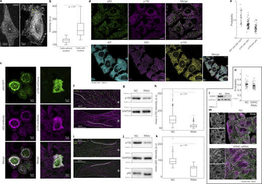 Dynactin’s association with MTs. (a) Spinning disk microscopy images of live cells expressing mDHC-GFP, with no visible dynein clusters (left) and with distinct dynein clusters (yellow arrowheads) (right). (b) Box plots comparing the average intensities between cells with and without dynein clusters, showing that cells with higher total mDHC intensities exhibited clusters. Therefore, clusters of dynein were likely a result of high overexpression of mDHC. (n = 25 cells per condition from n = 1 independent experiment). (c) Left: Fluorescence images of p62-GFP (top, green), anti-p62 (magenta, middle), and their merge (bottom). Right: Fluorescence images of p150-GFP (green, top), anti-p150 (Invitrogen antibody, magenta, middle), and their merge (bottom). These images indicate that the antibodies employed to detect p62 and p150 in this study are specific. (d) Top: Immunofluorescence images of p62 (left, green), p150 (center, magenta), and their merge (right). Bottom: Immunofluorescence images of MT (left, cyan), EB1 (second from left, magenta), p150 (third from left, yellow), and their merge (right). All images were obtained using Airyscan confocal microscopy. (e) Quantification (mean ± SD) of the co-occurrence of the different proteins imaged in d. Note that “EB1 with EB1-GFP” has been reused from Fig. S2 k. Each dot represents an individual cell analyzed (n = 45–74 cells from n = 2–3 independent experiments). Error bars represent SD. All images were obtained using Airyscan confocal microscopy. (f) Immunofluorescence images of MT (magenta) and p150 (green) obtained using spinning disk microscopy + SRRF on cells treated with 35 nM NC siRNA (top) and 35 nM p150 siRNA (bottom). (g) Representative western blot to verify the knockdown of p150 by RNAi. Quantification of the western blot confirmed that the RNAi successfully knocked down levels of p150 by an average of 60% (two independent experiments). (h) Box plots comparing the mean intensity of p150 along MTs (representative ROI shown as a gray line in f) between cells treated with NC and p150 siRNA, showing that p150 knockdown reduces p150 levels along MTs. For each condition, 500 MT segments of length 15 ± 6 µm (mean ± SD) were analyzed from n = 50 cells from n = 2 independent experiments. (i) Immunofluorescence images of MT (magenta) and p62 (green) obtained using spinning disk microscopy + SRRF on cells treated with 35 nM NC siRNA (top) and 35 nM p150 siRNA (bottom). (j) Representative western blot to verify the knockdown of p150 by RNAi. Quantification of the western blot confirmed that the RNAi successfully knocked down levels of p150 by an average of 60% (n = 2 independent experiments). Moreover, there were no significant differences in the levels of p62 in cells treated with NC and p150 siRNA. (k) Box plots comparing the mean intensity of p62 along MTs (representative ROI shown as gray line in i) between cells treated with NC and p150 siRNA showing that p150 knockdown reduces p62 levels along MTs. For NC, ∼190 MT segments of length 15 ± 6 µm (mean ± SD) were analyzed from n = 51 cells from N = 2 independent experiments. For p150 RNAi, ∼100 MT segments of length 17 ± 9 µm (mean ± SD) were analyzed from n = 52 cells from n = 2 independent experiments. (l) Representative western blot to verify the knockdown of hDHC by RNAi. Quantification of western blot confirmed that the RNAi successfully knocked down levels of endogenous hDHC by an average of 74% (n = 3 independent experiments). (m) Immunofluorescence images of p150 and MTs (left), and their merge (green and magenta, respectively, right) in NC (top) and hDHC siRNA cells (bottom), obtained using Airyscan confocal microscopy. (n) Quantification of the proportion of p150 that colocalized with MTs in NC and hDHC siRNA cells (n > 104 cells from n = 3 independent experiments, error bars represent SEM). In the NC cells, 63.2 ± 14.0% of p150 signal was on the MTs, whereas hDHC siRNA cells showed a small yet significant reduction (P < 0.01, Kruskal–Wallis test) to 57.3 ± 11.5% of p150 signal on MTs. This indicates that loss of DHC reduced p150’s loading to MTs only by a small extent of ∼6%. In a, f, and i, “N” marks the location/direction of the nucleus. Source data are available for this figure: SourceData FS3. Refer to the image caption for details.