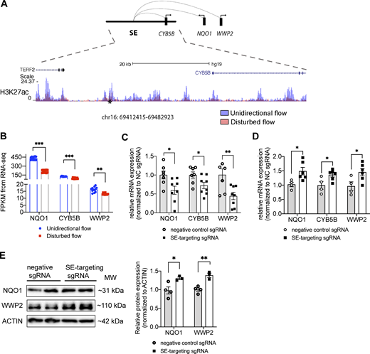 UF-enriched super-enhancer chr16: 69412415–69482923 up-regulates three UF-induced anti-oxidant genes NQO1, CYB5B, and WWP2 in HAECs. (A) The genome track of chr16:69412415–69482923 (hg19), a UF-enriched super-enhancer where the H3K27ac signal is increased in HAECs under UF (blue) compared with DF (red). CVD SNP rs75086474 is labeled by an asterisk (*). PCHi-C in HAECs suggested physical interactions between chr16: 69412415–69482923 and the promoters of NAD(P)H:quinone oxidoreductase 1 (NQO1), Cytochrome B5 Type B (CYB5B), and WW Domain Containing E3 Ubiquitin Protein Ligase 2 (WWP2). (B) Increased transcriptional levels of NQO1, CYB5B, and WWP2 in HAECs in HAECs under UF compared with those under DF. (C) CRISPR interference targeting the SNP rs75086474-surrounded H3K27ac peak reduced the mRNA expression of NQO1, CYB5B, and WWP2 in HAECs cultured under UF. (n = 7–10). (D) CRISPR activation targeting the SNP rs75086474-surrounded H3K27ac peak increased the mRNA expression of NQO1, CYB5B, and WWP2 in HAECs. (n = 4–6). (E) CRISPR activation targeting the SNP rs75086474 significantly increased the protein expression of NQO1 and WWP2 in HAECs. (n = 3–4). Data represent mean ± SEM. *adjusted P value ≤0.05 and **adjusted P value ≤0.01 were determined by two-sided Student’s t test. Source data are available for this figure: SourceData F7. Refer to the image caption for details.
