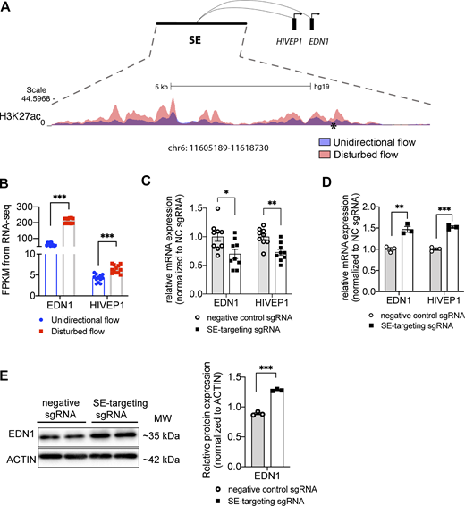 DF-enriched super-enhancer chr6: 11605189–11618730 upregulates two DF-induced prothrombotic genes EDN1 and HIVEP1 in HAECs. (A) The genome track of chr6: 11605189–11618730 (hg19), a DF-enriched super-enhancer where H3K27ac signal is increased in HAECs under DF (red) compared with UF (blue). Thrombosis SNP rs113092656 is labeled by an asterisk (*). PCHi-C in HAECs revealed physical interactions between chr6: 11605189–11618730 and the promoters of endothelin-1 (EDN1) and members of the ZAS family, ZAS1 (HIVEP1). (B) Increased transcriptional levels of EDN1 and HIVEP1 in HAECs under DF compared with those under UF. (C) CRISPR interference targeting the SNP rs113092656-surrounded H3K27ac peak effectively reduced the mRNA expression of EDN1 and HIVEP1 in HAECs cultured under DF. (n = 6). (D) CRISPR activation targeting the SNP rs113092656-surrounded H3K27ac peak effectively increased the mRNA expression of EDN1 and HIVEP1 in HAECs. (n = 3). (E) CRISPR activation targeting the SNP rs113092656- significantly increased the protein expression of EDN1 in HAECs. (n = 3). Data represent mean ± SEM. *adjusted P value -≤0.05 and **adjusted P value ≤0.01 were determined by two-sided Student’s t test. Source data are available for this figure: SourceData F8.