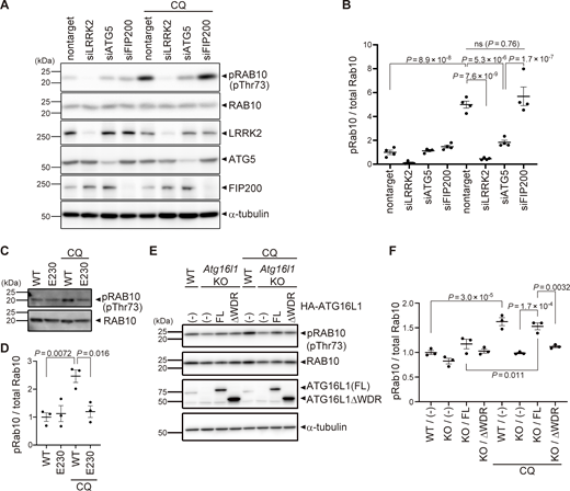 Kinase activity of LRRK2 is regulated by the ATG8 conjugation system. (A) Levels of phosphorylated Rab10 (pThr73) and other indicated proteins in CQ-treated or untreated RAW264.7 cells transfected with the indicated siRNAs. (B) Quantification of pRab10 divided by total Rab10 in RAW264.7 cells, as shown in A. Data represent mean ± SEM (N = 4 independent experiments). The difference was analyzed using one-way ANOVA with Tukey’s test. (C) Levels of phosphorylated Rab10 (pThr73) in CQ-treated or untreated BMDMs derived from WT and E230 mice. (D) Quantification of pRab10 divided by total Rab10 in BMDMs, as shown in C. Data represent mean ± SEM (N = 4 independent experiments). The difference was analyzed using one-way ANOVA with Tukey’s test. (E) Levels of pRab10 in CQ-treated or untreated MEF cells. Atg16l1 KO MEF cells were infected with full-length (FL) or WD40 repeat-deficient (ΔWDR) ATG16L1. (F) Quantification of pRab10 divided by total Rab10 in MEF cells, as shown in E. Data represent mean ± SEM (N = 3 independent experiments). The difference was analyzed using one-way ANOVA with Tukey’s test. Source data are available for this figure: SourceData F4. Refer to the image caption for details.
