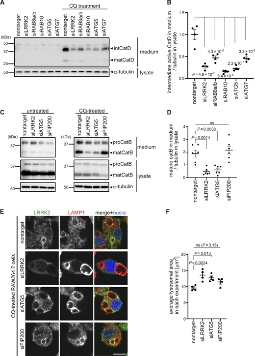 The ATG8 conjugation system facilitates lysosome maintenance by LRRK2 independently of the autophagy initiation complex. (A) Levels of mature (mat) and intermediate (int) CatD released into culture media from RAW264.7 cells transfected with the indicated siRNAs and treated with or without CQ. α-Tubulin in cell lysate was analyzed to normalize the amount of cells in each dish. (B) Quantification of CatD released into culture media upon CQ treatment, as shown in A. Data represent mean ± SEM (N = 4 independent experiments). The difference was statistically analyzed using one-way ANOVA with Tukey’s test. P values compared to nontarget siRNA-transfected cells are shown in the graph. (C) Levels of mature (mat) CatB released into culture media from RAW264.7 cells transfected with the indicated siRNAs and treated with or without CQ. (D) Quantification of CatB released into culture media upon CQ treatment, as shown in C. Data represent mean ± SEM (N = 6 independent experiments). The difference was statistically analyzed using one-way ANOVA with Tukey’s test. (E) Fluorescence images of morphologies of LAMP1-positive lysosomes in RAW264.7 cells transfected with the indicated siRNAs and treated with CQ. The largest lysosome in each cell was surrounded by a broken line. Scale bar, 10 μm. (F) Quantification of the size of the most enlarged lysosomes in each CQ-treated cells, as shown in E. The average size in each experiment was calculated and statistically analyzed. Data represent mean ± SEM (N = 4 independent experiments). The difference was analyzed using one-way ANOVA with Dunnett’s test. Source data are available for this figure: SourceData F5.