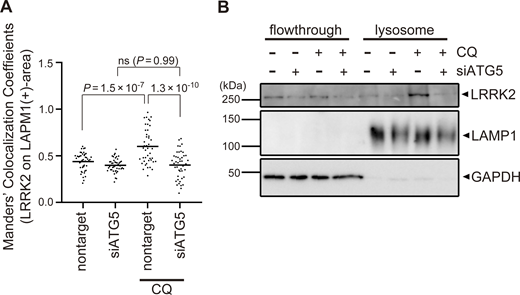Confirmation of ATG5-dependent recruitment of LRRK2 to lysosomes upon CQ treatment. (A) MCC analysis showing the ratio of LRRK2 on LAMP1-positive area in CQ-treated and untreated RAW264.7 cells. The difference was analyzed using one-way ANOVA with Tukey’s test. (B) Biochemical isolation of lysosomes from RAW264.7 cells showing the enrichment of LRRK2 in lysosomal fraction upon treatment with CQ but not with siATG5. Source data are available for this figure: SourceData FS2. Refer to the image caption for details.