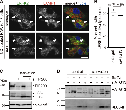Analyses of knockdown effects of ATG13 and FIP200. (A) Fluorescence images of endogenous LRRK2 in RAW264.7 cells transfected with nontarget or ATG13 siRNA and treated with CQ. Arrows indicate LRRK2-positive lysosomes. Scale bar, 10 μm. (B) Percentages of cells harboring LRRK2-positive lysosomes as shown in A. Data represent mean ± SEM (N = 3 independent experiments). The difference was analyzed using one-way ANOVA with Dunnet’s test. ns, not significant. (C and D) Immunoblot pictures showing efficient knockdown of FIP200 (C) or ATG13 (D) as well as resultant decrease of starvation-induced autophagy as assessed by LC3 lipidation in RAW264.7 cells treated with siFIP200 or siATG13. Source data are available for this figure: SourceData FS3. Refer to the image caption for details.