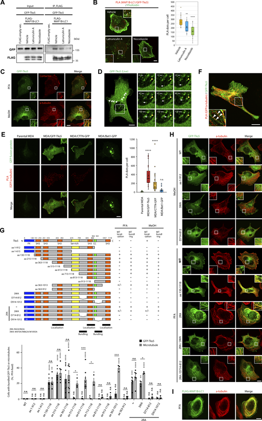 Tks5 is associated with MAP1B and microtubules. (A) Coimmunoprecipitation of GFP-Tks5 with FLAG-MAP1B-LC1 in latrunculin A- and nocodazole-treated 293T cells. (B) PLA between MAP1B-LC1 and GFP-Tks5 in latrunculin A- and nocodazole-treated MDA-MB-231 cells. Left: Representative immunofluorescence images. Right: Quantification of the PLA dots. n = 15 cells from three independent experiments. (C) Immunofluorescence staining of cortactin and α-tubulin together with stably expressing GFP-Tks5 in PFA- and methanol-fixed MDA/GFP-Tks5 cells, respectively. (D) Left: Live-cell imaging of stably expressing GFP-Tks5 in MDA/GFP-Tks5 cells. The white arrowheads indicate microtubule-like structures of GFP-Tks5. Right: Sequential images of GFP-Tks5 that rides on a trafficking vesicle-like structure. The yellow arrowheads indicate a stable invadopodium-like structure. The white arrows indicate the movement of a GFP-Tks5 vesicle to the invadopodium-like structure. (E) Left: Proximity ligation assay of α-tubulin with stably expressing GFP-Tks5, cortactin-GFP, or Bet1-GFP. Right: Quantification of PLA dots. Data are presented as boxes containing the first and third quartiles. The whiskers indicate the maxima and minima after outlier removal. Parental MDA-MB-231, n = 32 cells; MDA/GFP-Tks5, MDA/cortactin (CTTN)-GFP and MDA/Bet1-GFP, n = 34 cells from three independent experiments. (F) PLA between endogenous MAP1B-LC1 and stable GFP-Tks5 in MDA/GFP-Tks5 cells. (G) Top: The domain structure of Tks5 and its deletion and point mutants, and the summary of the mutants’ localization and microtubule bundling. Ser-rich and CC stand for serine-rich and coiled-coil domains, respectively. Bottom: Quantification of the cells with bundled microtubules and GFP-Tks5. The values indicate the mean ± SEM (n = 3–9 experiments). (H and I) Immunofluorescence staining of α-tubulin together with transiently expressed GFP-Tks5 mutants (H) and FLAG-MAP1B-LC1 (I). (B, E, and G) P values were determined using one-way ANOVA with Dunnett’s multiple comparison test. *, P < 0.05; **, P < 0.01; ***, P < 0.001; ****, P < 0.0001; n.s., not significant. (B–F and H) Scale bars, 10 μm. Source data are available for this figure: SourceData F5.