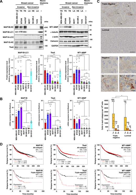 MAP1B is highly expressed in TNBC. (A) Immunoblotting of MAP1B, Tks5, and MT1-MMP in TNBC and non-TNBC cell lines. Upper panel: Representative results. Lower panel: Quantification of the blots. The values indicate the mean ± SEM normalized by α-tubulin levels (MAP1B-LC1: n = 9 experiments in all cell lines, except for n = 6 experiments in SH-SY5Y; Tks5: n = 8 experiments in all cell lines, except for n = 5 experiments in SH-SY5Y; MT1-MMP: n = 9 experiments in all cell lines, except for n = 6 experiments in SH-SY5Y). TN, TNBC; LA, luminal A; and HE, HER2-positive cells. (B) RT-qPCR analysis of MAP1B, Tks5, and MT1-MMP mRNA levels in TNBC and non-TNBC cell lines. The expression data are presented without being normalized by any of the housekeeping genes. The normalized data are indicated in Fig. S1 C. The values indicate the mean ± SEM (n = 6 experiments). (C) Immunohistochemistry of MAP1B-LC1 in primary tumors from patients with TNBC or luminal type BC. Upper panel: Representative images (Triple-negative, IN04, and Luminal, IN07; the detail inspections are shown in Fig. S2, B and C). Scale bar, 100 μm (luminal) and 10 μm (3+). Lower panel: Quantification of cell numbers categorized into four classes based on the staining level (negative, 1+, 2+, and 3+). Data are presented as boxes containing the first and third quartiles. The whiskers indicate the maxima and minima after outlier removal. The numbers over each whisker in the graph indicate means and medians, respectively. TNBC, n = 6 patients; non-TNBC, n = 5 patients. (D) Kaplan–Meier plots of patients with breast cancer with MAP1B, Tks5, and MT1-MMP levels. Upper panel: All subtypes. Lower panel: TNBC. Datasets were obtained from the KM plotter breast cancer database. HR indicates a hazard ratio. (A and B) P values were determined using one-way ANOVA with Tukey’s multiple comparisons. (C) P value was determined using a Wilcoxon’s signed rank sum test. (D) P values were determined using a log-rank test. *, P < 0.05; **, P < 0.01; ***, P < 0.001; ****, P < 0.0001; n.s., not significant. Source data are available for this figure: SourceData F1.