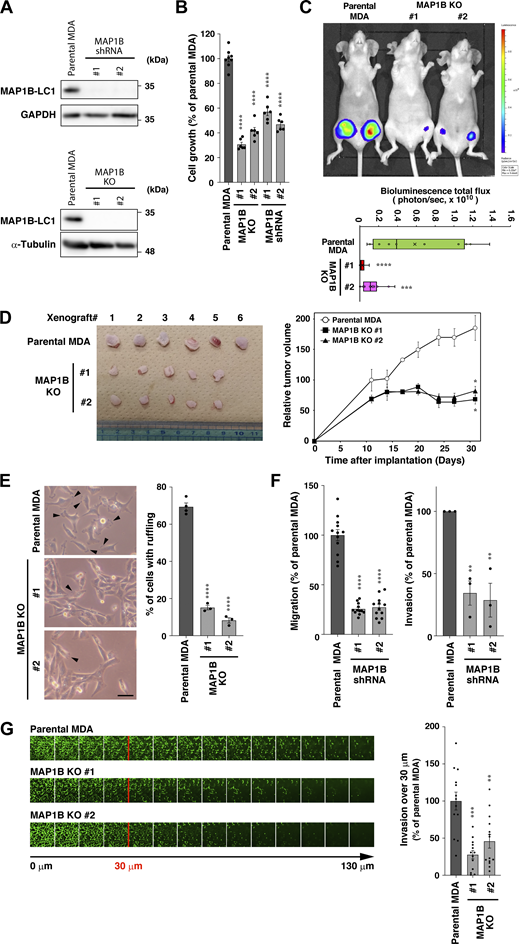 MAP1B is necessary for efficient tumorigenesis and invasion in TNBC. (A) Immunoblotting of MAP1B-LC1 in MAP1B shRNA-based stable knockdown (KD) and CRISPR/Cas9-based knockout (KO) MDA-MB-231 cells. Upper panel: shRNA-based stable KD. Lower panel: CRISPR/Cas9-based KO. (B) In vitro cell growth of MAP1B KD and KO MDA-MB-231 cells. The growth rate was quantified by a MTT colorimetric assay. Parental MDA, n = 8 from three experiments; MAP1B shRNA and KO, n = 6 from three experiments. (C) Orthotopic xenograft tumorigenesis of MAP1B KO MDA-MB-231 cells stably expressing Luc2 in nude mice. Top: A representative bioluminescence image of xenografted mice on day 29. Bottom: Quantification of the tumor bioluminescence in the mice at day 36. n = 12 (groins) from six mice for each indicated cell clone. (D) Subcutaneous xenograft tumorigenesis of MAP1B KO MDA-MB-231 cells in nude mice. Left: Extirpated subcutaneous tumors at day 31. Right: Quantification of tumor volumes in mice. Parental MDA, n = 6 mice; MAP1B KO clones #1 and #2, n = 5 mice. (E) Cell morphology of MAP1B KO cells. Left: Representative phase-contrast images. The arrowheads indicate membrane ruffling. Scale bar, 50 μm. Right: Quantification of cells with membrane ruffling. Parental MDA, n = 4 experiments; MAP1B KO clones #1 and #2, n = 3 experiments. (F) Transwell migration (left) and invasion (right) assays of MAP1B KD cells. Migration: parental MDA and both KO cells, n = 12 fields from three independent experiments; invasion: parental MDA and both KO cells, n = 3 experiments. (G) Inverted invasion assays of MAP1B KO cells. Left: Representative images. Right: Quantification of cells invading over 30 μm. Parental MDA and KO #1 cells, n = 13 fields from four experiments; KO #2 cells, n = 14 fields from four independent experiments. (B–G) The values indicate the mean ± SEM. P values were determined using one-way ANOVA with Dunnett’s multiple comparison test. *, P < 0.05; **, P < 0.01; ***, P < 0.001; ****, P < 0.0001; n.s., not significant. Source data are available for this figure: SourceData F2.
