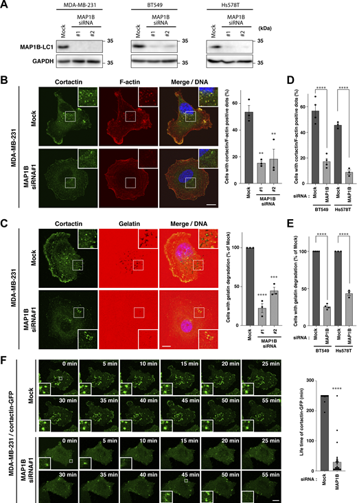 MAP1B is required for the stabilization of invadopodia. (A) Immunoblotting of MAP1B-LC1 in MAP1B siRNA-based KD MDA-MB-231, BT549, and Hs578T cells. (B) Cortactin/actin-positive invadopodia in MAP1B KD cells. Left: Representative immunofluorescence images. Right: Quantification of cells with cortactin/actin-positive invadopodia. Mock and both KD cells, n = 3 experiments. (C) Extracellular gelatin degradation assay of MAP1B KD cells. Left: Representative immunofluorescence images. Right: Quantification of cells with extracellular gelatin degradation. Mock and both KD cells, n = 3 experiments. (D) Quantification of cells with cortactin/actin-positive invadopodia in other TNCB cell lines, BT549 and Hs578T, with MAP1B KD. n = 4 experiments. (E) Quantification of cells with extracellular gelatin degradation in other TNCB cell lines, BT549 and Hs578T, with MAP1B KD. n = 4 experiments. (F) Time-lapse sequences of invadopodia-like structures in MDA/cortactin-GFP stable cells with MAP1B KD. Left: Representative images. Right: Quantification of lifetimes of the cortactin-GFP invadopodia-like structures. Mock, n = 31 dots from eight experiments; KD, n = 31 dots from five experiments. (B–F) The values indicate the mean ± SEM. (B–E) P-values were determined using one-way ANOVA with Dunnett’s (B and C) or Sidak’s (D and E) multiple comparison test. (F) The P-value was determined using an unpaired two-tailed Student’s t test. *, P < 0.05; **, P < 0.01; ***, P < 0.001; ****, P < 0.0001. (B, C, and F) Scale bars, 10 μm. Source data are available for this figure: SourceData F3.