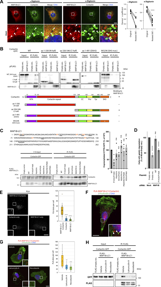 MAP1B is associated with cortactin. (A) Immunofluorescence staining of MAP1B-LC1 and cortactin in MDA-MB-231 cells with or without digitonin permeabilization before fixation. Left: Representative immunofluorescence images. The arrowheads indicate the regions of colocalization between MAP1B-LC1 and cortactin. Right: Quantification of colocalization (Pearson’s coefficient) with or without 90° rotation of a color channel. n = 6 (− digitonin) and 7 (+ digitonin) cells from three independent experiments. (B) Coimmunoprecipitation of cortactin-GFP WT and its mutants with FLAG-MAP1B-LC1 in 293T cells. Upper panel: Immunoblots. Lower panel: Domain structures of cortactin and its mutants, and summary of the immunoprecipitation results. (C) Upper panel: Potential SH3 domain-binding motifs, PxxP or K/R-P, in MAP1B-LC1. The motifs and substituted residues are underlined and orange-colored, respectively. Lower panel: Coimmunoprecipitation of cortactin-GFP with FLAG-MAP1B-LC1 mutants. Right panel: Quantification of cortactin-GFP coprecipitated with FLAG-MAP1B-LC1 WT and mutants. n = 4 experiments. (D) Quantification of gelatin degradation at invadopodia in MDA-MB-231 cells with MAP1B depletion and re-expression of WT and P145A/P146A cortactin-less binding mutant of MAP1B. n = 4 experiments. (E) PLA between MAP1B-LC1 and cortactin using antibodies against both or either of them. Left: Representative immunofluorescence images. Right: Quantification of PLA dots. n = 30 cells from three independent experiments. (F) PLA between MAP1B-LC1 and cortactin in MDA-MB-231 cells. The arrowheads indicate PLA signals proximal to invadopodia-like actin dots. (G) PLA between MAP1B-LC1 and cortactin in latrunculin A- and nocodazole-treated MDA-MB-231 cells. Left: Representative immunofluorescence images. Right: Quantification of the PLA dots. Vehicle, n = 17 cells; latrunculin A and nocodazole, n = 12 cells from three independent experiments. (H) Coimmunoprecipitation of cortactin-GFP with FLAG-MAP1B-LC1 in latrunculin A- and nocodazole-treated 293T cells. (C and D) The values indicate the mean ± SEM. (E and G) Data are presented as boxes containing the first and third quartiles. The whiskers indicate the maxima and minima after outlier removal. (C–E and G) P values were determined using one-way ANOVA with Dunnett’s multiple comparison test. **, P < 0.01; ***, P < 0.001; ****, P < 0.0001; n.s., not significant. (A and E–G) Scale bars, 10 μm. Source data are available for this figure: SourceData F4.