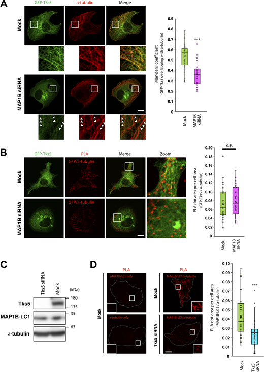 MAP1B and Tks5 are mutually dependent for their binding to microtubules. (A) Colocalization between GFP-Tks5 and α-tubulin in MAP1B siRNA-transfected MDA/GFP-Tks5 cells. Left: Representative immunofluorescence images. Arrowheads indicate residual GFP-Tks5 on microtubules in MAP1B-depleted cells. Right: Quantification of colocalization between GFP-Tks5 and α-tubulin. n = 36 cells from three independent experiments. (B) The proximity between Tks5 and α-tubulin in MAP1B siRNA-transfected MDA-MB-231 cells. Right: Quantification of total PLA dots’ area per cell. n = 30 cells from three independent experiments. (C) Immunoblotting of Tks5 and MAP1B-LC1 in Tks5 siRNA-transfected MDA-MB-231 cells. (D) The proximity between MAP1B-LC1 and α-tubulin in Tks5 siRNA-transfected MDA-MB-231 cells. Right: Quantification of total PLA dots’ area per cell. n = 30 cells from three independent experiments. (A–C) Data are presented as boxes containing the first and third quartiles. The whiskers indicate the maxima and minima after outlier removal. P values were determined using an unpaired two-tailed Student’s t test. ***, P < 0.001; n.s., not significant. Scale bars, 10 μm. Source data are available for this figure: SourceData F6.