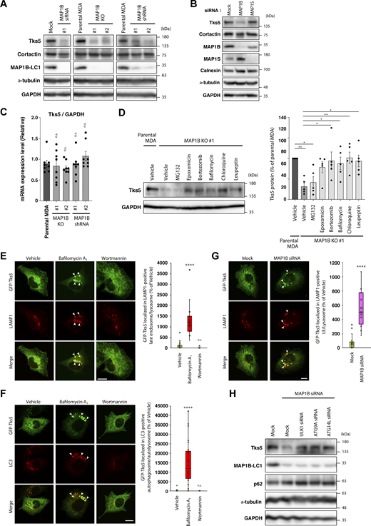 MAP1B protects Tks5 from autophagic degradation. (A) Immunoblotting of Tks5 and cortactin in MAP1B KD and KO MDA-MB-231 cells. (B) Immunoblotting of Tks5 in MAP1S siRNA-based KD MDA-MB-231 cells. (C) RT-qPCR analysis of Tks5 mRNA levels in MAP1B KO and stable KD MDA-MB-231 cells. The values were normalized to GAPDH mRNA levels. n = 8 from four independent experiments. (D) Immunoblotting of Tks5 in proteasome- and lysosome-dependent degradation inhibitors-treated MAP1B KO MDA-MB-231 cells. Left: A representative result. Right: Quantification of Tks5 protein levels. n = 5 experiments. (E and F) Intracellular localization of GFP-Tks5 in autophagy inhibitor-treated MDA/GFP-Tks5 cells. Left: Representative immunofluorescence images of LAMP1 (E) or LC3 (F) staining in MDA/GFP-Tks5 cells treated with bafilomycin A1 or wortmannin. The arrowheads indicate the regions of colocalization between GFP-Tks5 and LAMP1 (E) or LC3 (F). Right: Quantification of the colocalization between GFP-Tks5 and LAMP1 (E) or LC3 (F). LAMP1 (E), n = 18 cells from three independent experiments; LC3 (F), n = 36 cells from three independent experiments. (G) Intracellular localization of GFP-Tks5 in MAP1B siRNA-transfected MDA/GFP-Tks5 cells. Left: Representative immunofluorescence images. The arrowheads indicate the regions of colocalization between GFP-Tks5 and LAMP1. Right: Quantification of the colocalization between GFP-Tks5 and LAMP1. Mock, n = 18 cells; MAP1B siRNA, n = 12 cells from three independent experiments. (H) Immunoblotting of Tks5 in MDA-MB-231 cells cotransfected with MAP1B and autophagy-related factor siRNAs. (C and D) The quantification values indicate the mean ± SEM. (E–G) Data are presented as boxes containing the first and third quartiles. The whiskers indicate the maxima and minima after outlier removal. (C–F) P values were determined using one-way ANOVA with Dunnett’s multiple comparison test. (G) The P value was determined using an unpaired two-tailed Student’s t test. *, P < 0.05; **, P < 0.01; ***, P < 0.001; ****, P < 0.0001; n.s., not significant. (E–G) Scale bars, 10 μm. Source data are available for this figure: SourceData F7. Refer to the image caption for details.