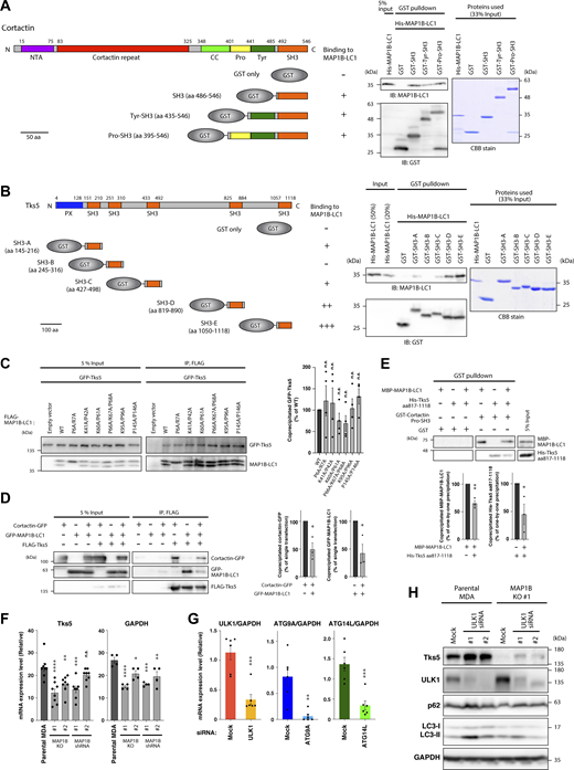 MAP1B-LC1 directly interacts with SH3 domains of cortactin and Tks5, and the expression levels of Tks5 in MAP1B- and autophagy genes-depleted MDA-MB-231 cells. (A) In vitro GST pull-down assays using purified His-MAP1B-LC1 and GST-cortactin SH3 domain fusion proteins. (B) In vitro GST pull-down assays using purified His-MAP1B-LC1 and GST-Tks5 SH3 domain fusion proteins. (C) Left panel: Coimmunoprecipitation of GFP-Tks5 with FLAG-MAP1B-LC1 mutants in 293T cells. Right panel: Quantification of GFP-Tks5 coprecipitated with FLAG-MAP1B-LC1 WT and mutants. n = 4 experiments. (D) Left panel: Tripartite coimmunoprecipitation of GFP-MAP1B-LC1 and cortactin-GFP with FLAG-Tks5 in 293T cells. Right panel: Quantification of GFP-MAP1B-LC1 and cortactin-GFP coprecipitated with FLAG-Tks5. n = 3 experiments. (E) Upper panel: In vitro GST pull-down assays using purified His-MAP1B-LC1, His-Tks5 aa 817–1118, and GST-Tks5 Pro-SH3 (see A and B for their regions). Lower panel: Quantification of His-MAP1B-LC1 and His-Tks5 aa 817–1118 precipitated with GST-Tks5 Pro-SH3. n = 3 experiments. (F) RT-qPCR analysis of Tks5 and GAPDH mRNA levels in MAP1B KO and stable KD MDA-MB-231 cells. n = 8 from four independent experiments. (G) RT-qPCR analysis of ULK1, ATG9A, and ATG14L mRNA levels in ULK1, ATG9A, or ATG14L KD MDA-MB-231 cells. n = 6 from three independent experiments. The values were normalized to GAPDH mRNA levels. (H) Immunoblotting of Tks5 in MAP1B KO MDA-MB-231 cells transfected with ULK1 siRNAs. (C–G) The values indicate the mean ± SEM. (C and F) P values were determined using one-way ANOVA with Dunnett’s multiple comparison test. (D, E, and G) P values were determined using an unpaired two-tailed Student’s t test. *, P < 0.05; **, P < 0.01; ***, P < 0.001; ****, P < 0.0001; n.s., not significant. Source data are available for this figure: SourceData FS4.