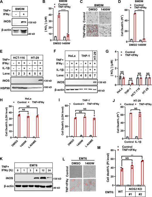 iNOS exerts distinct functions during TNF/IFNγ-induced death of diverse cell lines. (A) Murine BMDMs were treated with TNF/IFNγ for 24 h. Protein expression of iNOS was analyzed by immunoblotting (n = 3). (B) Murine BMDMs were treated with TNF/IFNγ in the presence or absence of the iNOS inhibitor 1400W (100 μM) for 24 h (n = 3). Nitrite (NO2−) production in the culture medium was measured by the Griess assay. Two-tailed t test was performed: ****P < 0.0001. (C) Representative images of cell death in murine BMDMs after 48 h treatments of TNF/IFNγ in the presence or absence of 1400W. PI staining was used to show dead cells. Scale bar, 275 μm. (D) Murine BMDMs were treated with TNF/IFNγ in the presence or absence of 1400W for 48 h (n = 3). Cell death was measured by PI staining followed by flow cytometry. Two-tailed t test was performed: ****P < 0.0001. (E and F) HCT-116 and HT-29 cells (E) and HeLa and THP-1 cells (F) were treated as indicated for 24 h. Protein expression of iNOS was analyzed by immunoblotting (n = 4). (G) HeLa, THP-1, HCT-116, and HT-29 cells were treated with TNF/IFNγ for 24 h (n = 3). Nitrite (NO2−) production in the culture medium was measured. Two-tailed t test was performed: NS (not significant). (H and I) HeLa (H) or THP-1 (I) cells were treated with TNF/IFNγ in the presence or absence of 1,400 W, or the NOS inhibitor L-NAME (1 mM) for 48 h (n = 3). Cell death was measured by LDH levels released in the culture medium. One-way analysis of variance (ANOVA) was performed: NS. (J) HT-29 cells were treated with TNF/IFNγ in the presence or absence of IL-1β (100 ng/ml) for 48 h (n = 3). Cell death was measured by PI staining followed by flow cytometry. A two-tailed t test was performed: NS. (K) EMT6 cells were treated with TNF/IFNγ for indicated time points. Protein expression of iNOS was analyzed by immunoblotting (n = 2). (L) Representative images of PI staining in EMT6 cells after 36 h treatments of TNF/IFNγ in the presence or absence of 1400W; scale bar, 275 μm. (M) Parental EMT6 and NOS2 KO cells (#1 and #2 clones with different gRNA) were treated with TNF/IFNγ for 36 h (n = 3). Cell death was measured by PI staining followed by quantification. One-way ANOVA was performed: NS; **P = 0.0036. Data represent the mean value ± SD from n biological replicates, or a representative immunoblot from n independent experiments. Source data are available for this figure: SourceData F1. Refer to the image caption for details.