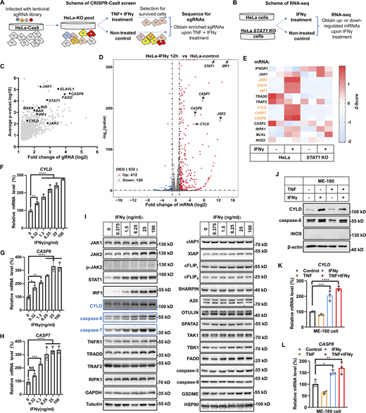 IFNγ induces CYLD/caspase-8 expression in cancer cells. (A) Schematic of the CRISPR-Cas9 screen strategy to identify regulators in TNF/IFNγ-induced cell death. (B) Schematic of the RNA-seq strategy to identify genes’ response to IFNγ treatment. (C) HeLa-Cas 9 cells were transfected with gRNA library and treated with TNF/IFNγ for 48 h, followed by DNA isolation and sequencing. Log2-transformed average fold change (FC) for enrichment of sgRNAs in HeLa-Cas 9 cells treated with TNF/IFNγ versus control cells is shown by volcano plot. Significant enriched genes identified in this paper are labeled. (D) HeLa cells were treated with IFNγ for 12 h, followed by RNA isolation and 3′mRNA-sequencing. Differentially expressed genes (DEGs) that are up- or downregulated in IFNγ-treated HeLa cells compared with untreated HeLa cells are shown by a volcano plot. Adjusted P < 0.05, cut-off values log2(FC) > 1 or log2(FC) < −1. Labeled genes were the top elevated genes involved in TNF/IFNγ signaling pathway. (E) HeLa cells (parental and STAT1 KO) were treated with IFNγ for 24 h, followed by RNA isolation and 3′mRNA-sequencing. The effect of IFNγ treatment on indicated genes was assessed by a heatmap. (F–H) HeLa cells were treated with IFNγ at the indicated concentration for 24 h. The mRNA expression of CYLD (F), CASP8 (G), and CASP7 (H) was measured by qPCR (n = 3). One-way ANOVA was performed: **P = 0.0084, ****P < 0.0001 (F); *P = 0.0298, **P = 0.0011, ****P < 0.0001 (G); NS, ***P = 0.0004, ****P < 0.0001 (H). (I) HeLa cells were treated with the indicated concentration of IFNγ for 24 h. The expression of indicated proteins involved in the IFNγ and TNF signaling pathways was analyzed by immunoblotting (n = 4). (J) ME-180 cells were treated with TNF, IFNγ, or TNF/IFNγ for 24 h. The protein expression of CYLD, caspase-8, and iNOS was analyzed by immunoblotting (n = 3). (K and L) ME-180 cells were treated with TNF, IFNγ, or TNF/IFNγ for 24 h (n = 3). The mRNA level of CYLD (K) and CASP8 (L) was measured by qPCR. One-way ANOVA was performed: ***P = 0.0005, ****P < 0.0001 (K); *P = 0.0276, **P = 0.0042 (L). Data represent the mean value ± SD from n biological replicates, or a representative immunoblot from n independent experiments. Source data are available for this figure: SourceData F2. Refer to the image caption for details.