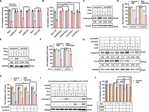 CYLD and caspase-8 are required for TNF/IFNγ-induced cell death. (A) HeLa cells (parental, caspase-8 KO, FADD KO, and CYLD KO) cells were treated with TNF/IFNγ (n = 3). Cell viability was determined by ATP levels. Two-tailed t test was performed: ****P < 0.0001. (B) HCT-116 cells (parental, CASP8 KO clones #1 and #2 with different gRNA, CYLD KO clones #1 and #2 with different gRNA) were treated with TNF/IFNγ for 48 h (n = 3). Cell viability was determined by ATP levels. One-way ANOVA was performed: ****P < 0.0001. (C) HeLa cells were stably expressed with control (shcontrol) or CASP8 shRNA (shCASP8) and treated with IFNγ for 24 h. The protein expression of caspase-8 was analyzed by immunoblotting (n = 3). (D) HeLa shcontrol and shCASP8 cells were treated with TNF, IFNγ, or TNF/IFNγ for 48 h (n = 3). Cell viability was determined by ATP levels. Two-tailed t test was performed: ****P < 0.0001. (E) HeLa cells were stably expressed with control (shcontrol) or CYLD shRNA (shCYLD) and treated with IFNγ for 24 h. The protein expression of CYLD was analyzed by immunoblotting (n = 3). (F) HeLa shcontrol and shCYLD cells were treated with TNF, IFNγ, or TNF/IFNγ for 48 h (n = 3). Cell viability was determined by ATP levels. Two-tailed t test was performed: ****P < 0.0001. (G) HeLa control (shcontrol) and CASP8 knockdown (shCASP8) cells were further infected with shcontrol or shCYLD lentivirus, and treated with IFNγ for 24 h. The protein expression of CYLD and caspase-8 was analyzed by immunoblotting (n = 4). (H) HeLa cells (control, CASP8 knockdown, CYLD knockdown, CASP8 and CYLD double knockdown) were treated with TNF/IFNγ (n = 3). Cell viability was determined by ATP levels. One-way ANOVA was performed: *P = 0.0321; ****P < 0.0001. (I and J) HeLa cells were infected with lentivirus express caspase-8 or empty vector. Then the cells were further infected with lentivirus express CYLD or empty vector. The protein expression was dox inducible. The expression of indicated proteins from these cells in the presence or absence of dox was analyzed by immunoblotting (I) (n = 3). Cells treated with TNF for 48 h in the presence or absence of dox (n = 3). Cell viability was determined by ATP levels (J). Two-tailed t test was performed: NS, **P = 0.0011, 0.0013 (left to right), ***P = 0.0002, 0.0004 (left to right), ****P < 0.0001. Data represent the mean value ± SD from n biological replicates, or a representative immunoblot from n independent experiments. Source data are available for this figure: SourceData F3. Refer to the image caption for details.