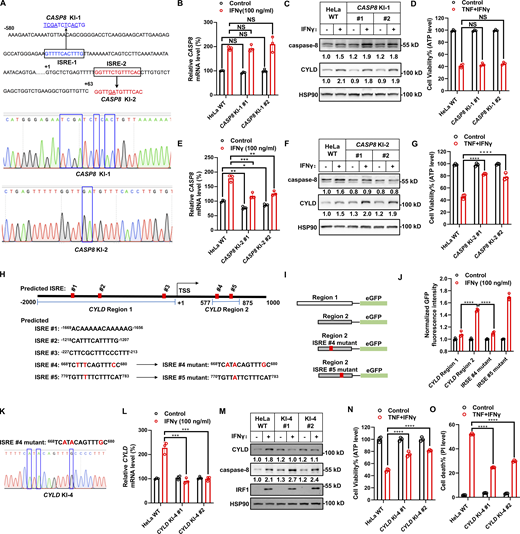 Upregulation of caspase-8 and CYLD levels is required for TNF/IFNγ-induced cell death. (A) Homology-directed repair facilitates mutating endogenous predicted ISRE motif 1 and 2 (ISRE-1 and ISRE-2) in CASP8 promoter region. The designed mutant bases are underlined. Sanger sequencing confirms the successful knockin of mutated ISRE-1 and ISRE-2. (B) HeLa cells (parental, mutated ISRE-1 knock-in clones #1 and #2) were treated with IFNγ for 24 h (n = 3). The CASP8 mRNA level was determined by qPCR. One-way ANOVA was performed: NS. (C) HeLa cells (parental, mutated ISRE-1 knock-in clones #1 and #2) were treated with IFNγ for 24 h. The protein expression of caspase-8 and CYLD was analyzed by immunoblotting (n = 2). (D) HeLa cells (parental, mutated ISRE-1 knock-in clones #1 and #2) were treated with TNF/IFNγ (n = 3). Cell viability was determined by ATP levels. One-way ANOVA was performed: NS. (E) HeLa cells (parental, mutated ISRE-2 knock-in clones #1 and #2) were treated with IFNγ for 24 h (n = 3). The CASP8 mRNA level was determined by qPCR. One-way ANOVA was performed: *P = 0.0208; **P = 0.0014, 0.002 (left to right); ***P = 0.001. (F) HeLa cells (parental, mutated ISRE-2 knock-in clones #1 and #2) were treated with IFNγ for 24 h. The protein expression of caspase-8 and CYLD was analyzed by immunoblotting (n = 4). (G) HeLa cells (parental, mutated ISRE-2 knock-in clones #1 and #2) were treated with TNF/IFNγ (n = 3). Cell viability was determined by ATP levels. One-way ANOVA was performed: ****P < 0.0001. (H) The sequences of predicted ISREs at CYLD promoter region. (I) Schematic diagram of the reporter constructs. (J) The GFP fluorescence intensity derived from the indicated CYLD promoter reporters in the presence or absence of IFNγ. The GFP fluorescence intensity was quantified by flow cytometry (n = 3), and the values in the groups without IFNγ stimulation are set as 1.0. Two-tailed t test was performed: ****P < 0.0001. (K) Homology-directed repair facilitates mutating ISRE #4 in CYLD promoter region. Representative sequencing results from CYLD KI-4 clones confirm the success in mutation. (L) HeLa cells (parental, CYLD KI-4 clones #1 and #2) were treated with IFNγ or vehicle control for 24 h. CYLD mRNA levels were determined by qPCR (n = 3). One-way ANOVA was performed: NS, ***P = 0.0001, 0.0002 (from left to right). (M) HeLa cells (parental, CYLD KI-4 clones #1 and #2) were treated as indicated for 24 h. The protein expression of caspase-8 and CYLD were analyzed by immunoblotting (n = 3). (N and O) HeLa cells (parental, CYLD KI-4 clones #1 and #2) were treated as indicated for 36 h. Cell viability was determined by ATP levels (N) (n = 3). Cell death was measured by PI staining followed by flow cytometry (O) (n = 3). One-way ANOVA was performed: ****P < 0.0001. Data represent the mean value ± SD from n biological replicates or a representative immunoblot from n independent experiments. Source data are available for this figure: SourceData F4. Refer to the image caption for details.