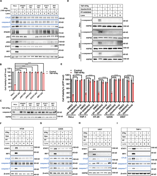 IFNγ induces CYLD and caspase-8 expression via the JAK1/JAK2/STAT1/IRF1 signaling. (A) HeLa cells (parental, IFNGR1 KO, JAK1 KO, JAK2 KO, STAT1 KO, and IRF1 KO) were treated with IFNγ for 24 h. The expression of indicated proteins was analyzed by immunoblotting (n = 4). (B) Indicated cells were treated with TNF/IFNγ for 48 h (n = 3). Cell viability was determined by ATP levels. One-way ANOVA was performed: ****P < 0.0001. (C) Indicated cells were treated with TNF/IFNγ for 36 h. The protein expression of full-length caspase-8 was analyzed by immunoblotting (n = 3). (D and E) Indicated cells were treated with TNF/IFNγ in the presence or absence of the JAK inhibitors PF-004965842 (3 μM) or Upadacitinib (3 μM) (n = 3). The protein expression of cleaved caspase-8 was analyzed by immunoblotting (D). Cell viability was determined by ATP levels (E). One-way ANOVA was performed: ****P < 0.0001. (F–I) HT-29 (F), U2OS (G), U937 (H), and THP-1 (I) cells were treated with IFNγ in the presence or absence of PF-004965842 (3 μM) or Upadacitinib (3 μM) for 24 h (n = 3). The expression of indicated proteins was analyzed by immunoblotting. Data represent the mean value ± SD from n biological replicates, or a representative immunoblot from n independent experiments. Source data are available for this figure: SourceData F5. Refer to the image caption for details.