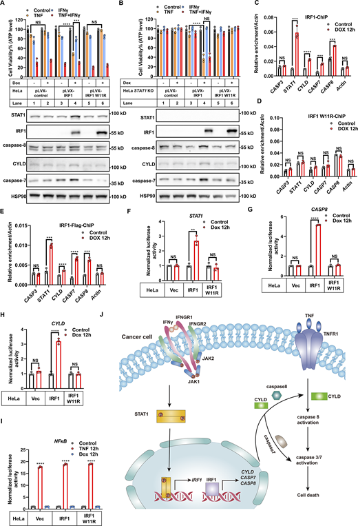 IRF1 binds to the promoters of CYLD/CASP8 and activates their transcription. (A and B) HeLa parental (A) and STAT1 KO cells (B) were infected with lentivirus-expressed IRF1, IRF1 W11R mutant variant, or the empty vector. Cells were then treated with TNF, IFNγ, or TNF/IFNγ for 48 h in the presence or absence of dox (n = 3). The expression of indicated proteins from these cells in the presence or absence of dox was analyzed by immunoblotting (n = 3). Cell viability was determined by ATP levels. Two-tailed t test was performed: NS, ***P = 0.0001, ****P < 0.0001 (A); NS, ****P < 0.0001 (B). (C and D) ChIP-qPCR analysis of IRF1 (C) or IRF1 W11R mutant variant (D) stably expressed in HeLa IRF1 KO cells binding to the promoter region of the indicated genes using an anti-IRF1 antibody (n = 3). Values are a percentage of the input. Two-tailed t test was performed: NS, ***P = 0.000488, 0.000172, 0.000173 (from left to right), ****P < 0.0001 (C); NS (D). (E) ChIP-qPCR analysis of IRF1-Flag binding to the promoter region of indicated genes in HeLa IRF1 KO cells stably expressed IRF1-Flag using an anti-Flag antibody (n = 3). Two-tailed t test was performed: NS, ***P = 0.000166, 0.000138 (from left to right), ****P < 0.0001. (F–I) HeLa cells stably expressed IRF1, IRF1 W11R mutant variant, or an empty vector were transfected with STAT1 (F), CASP8 (G), CYLD (H), and NF-κB (I) promoter region containing TA-Firefly luciferase reporter plasmids and Renilla luciferase plasmid. After 24 h transfection, dox was added to induce protein expression for 12 h (n = 2 or 3). The reporter activities were determined by firefly luciferase signals normalized to the Renilla luciferase signal. Two-tailed t test was performed: NS, **P = 0.001097 (F); NS, ****P < 0.0001 (G); NS, ****P < 0.0001 (H). One-way ANOVA was performed: ****P < 0.0001 (I). (J) Schematic of the biochemical mechanism of TNF/IFNγ-induced cell death in cancer cells. IFNγ induces the expression of CYLD/CASP8/CASP7 by JAK1/JAK2/STAT1/IRF1 pathway to promote TNF/IFNγ-induced cell death. Data represent the mean value ± SD from n biological replicates or a representative immunoblot from n independent experiments. Source data are available for this figure: SourceData F6.